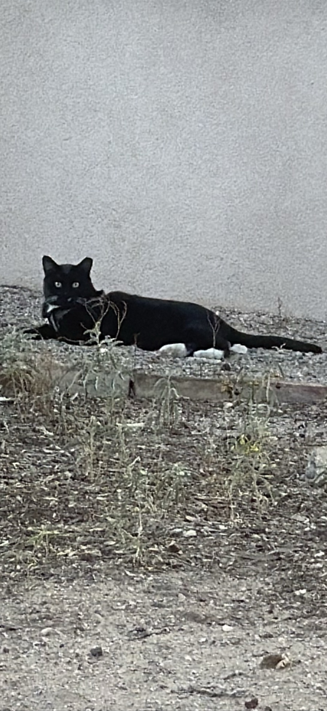 Cormac, a cat found on Chonk Finder