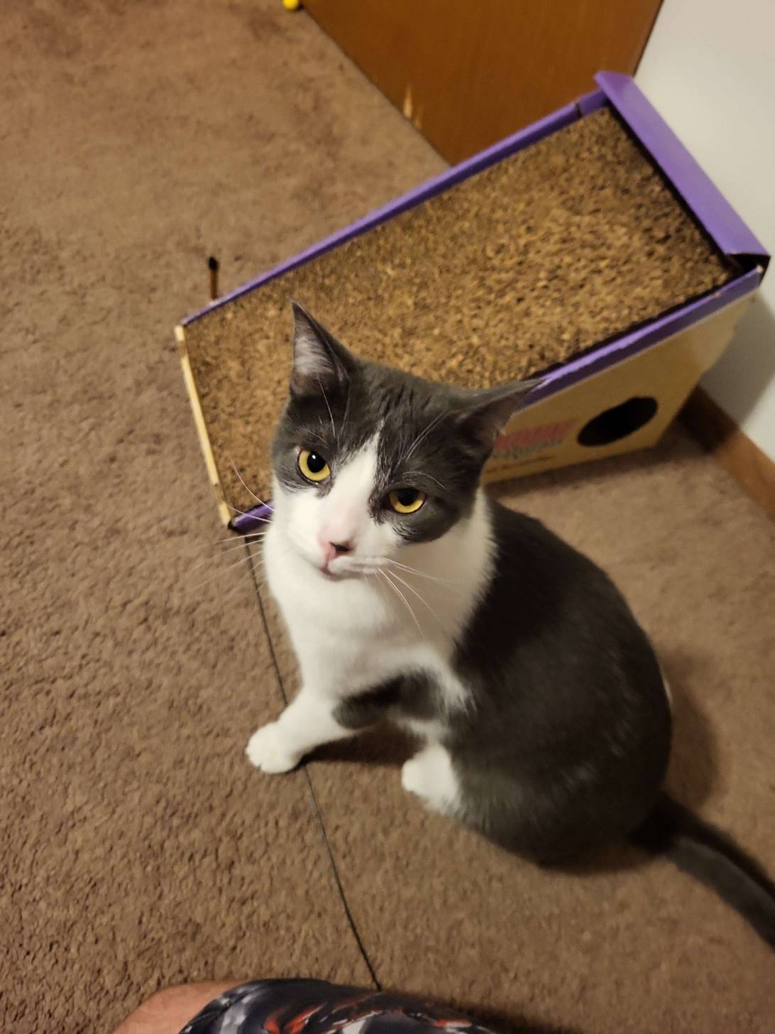 EGGY, a cat found on Chonk Finder
