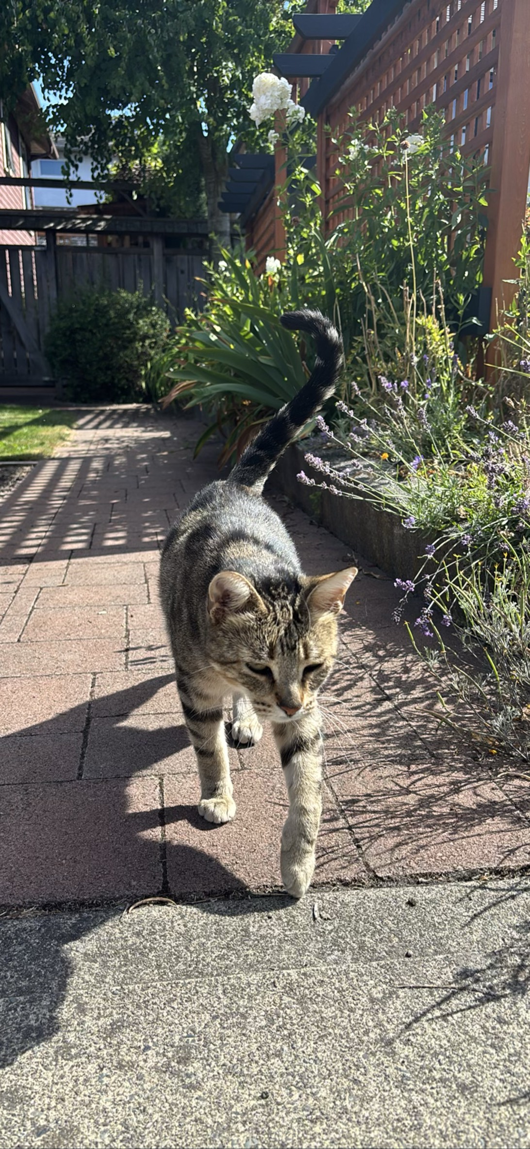 Reggie, a cat found on Chonk Finder