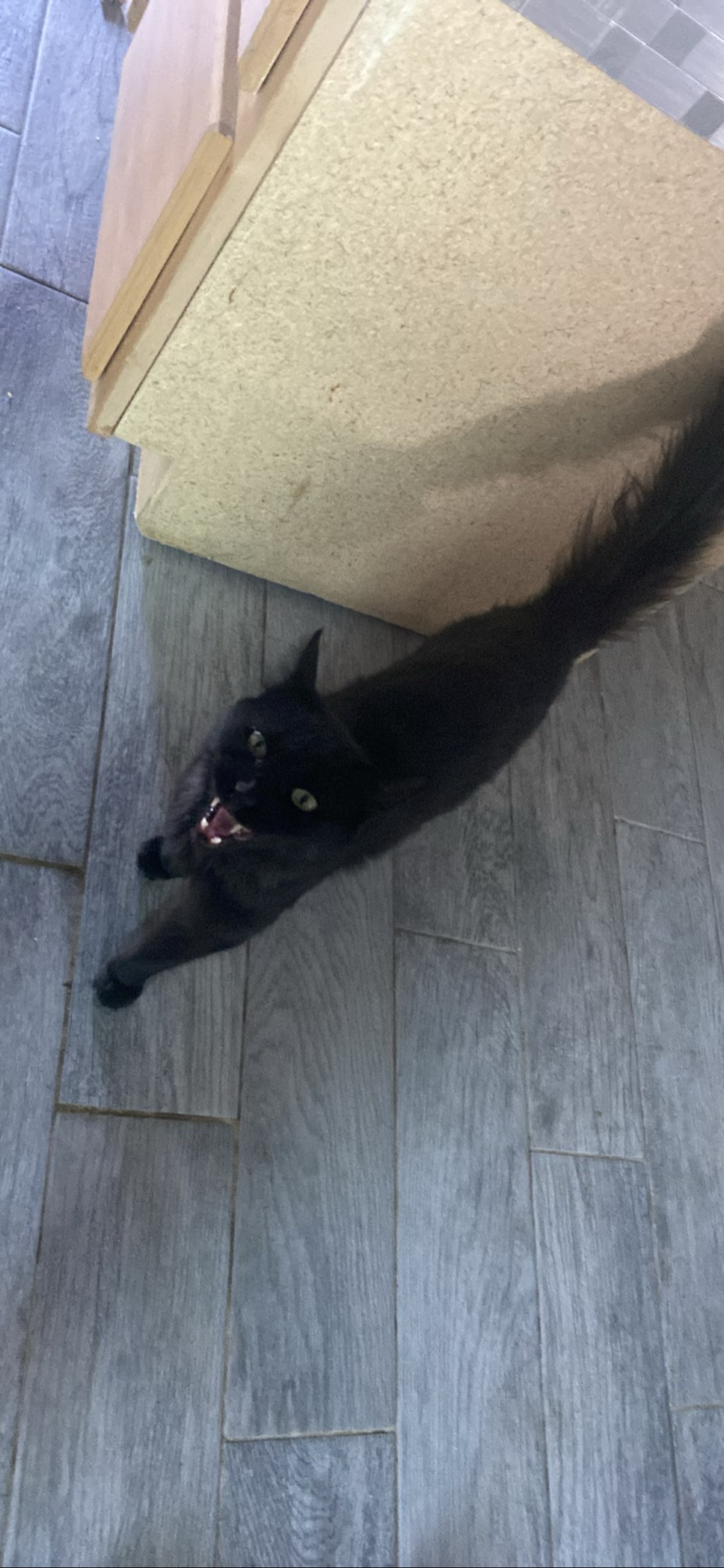 Tasia, a cat found on Chonk Finder