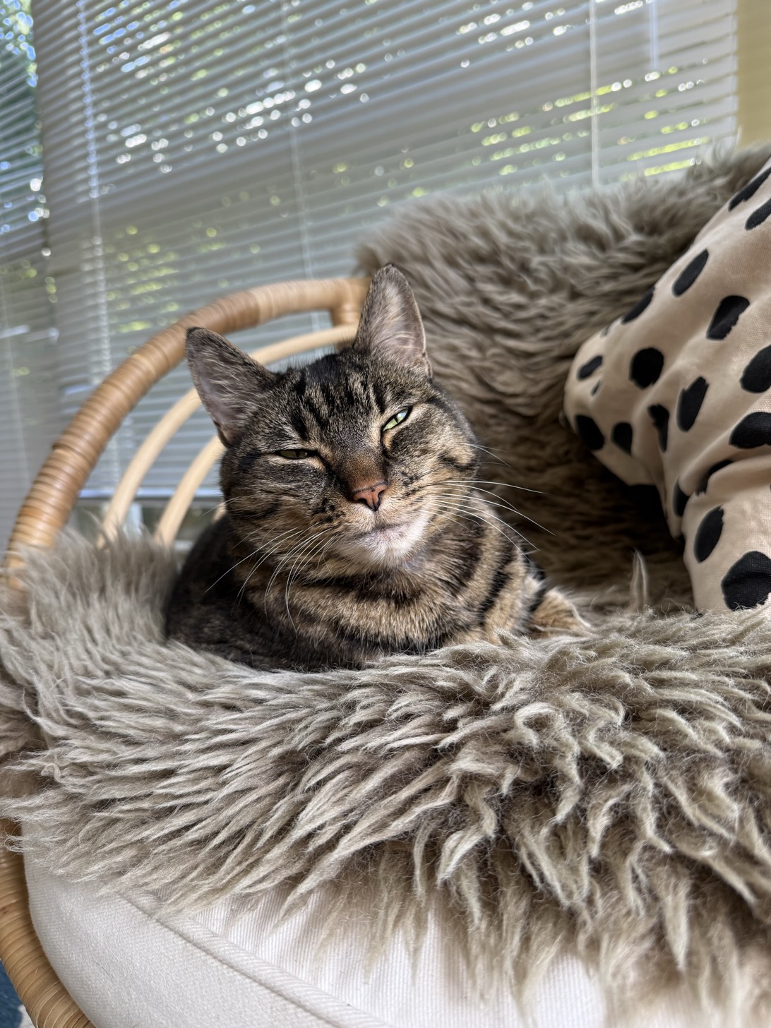 Beabop, a cat found on Chonk Finder