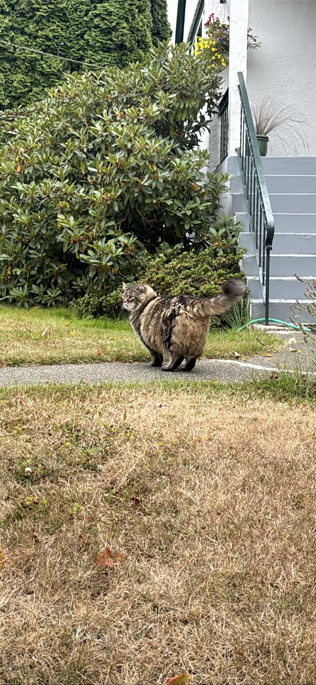 Belinda, a cat found on Chonk Finder