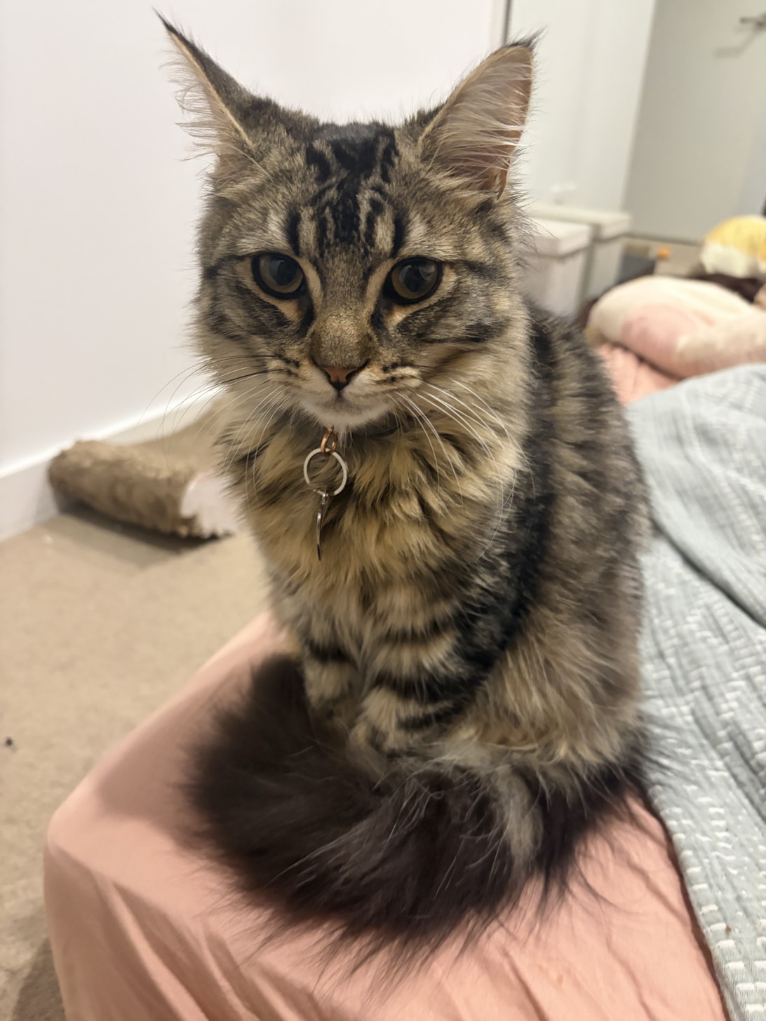 Mocha, a cat found on Chonk Finder