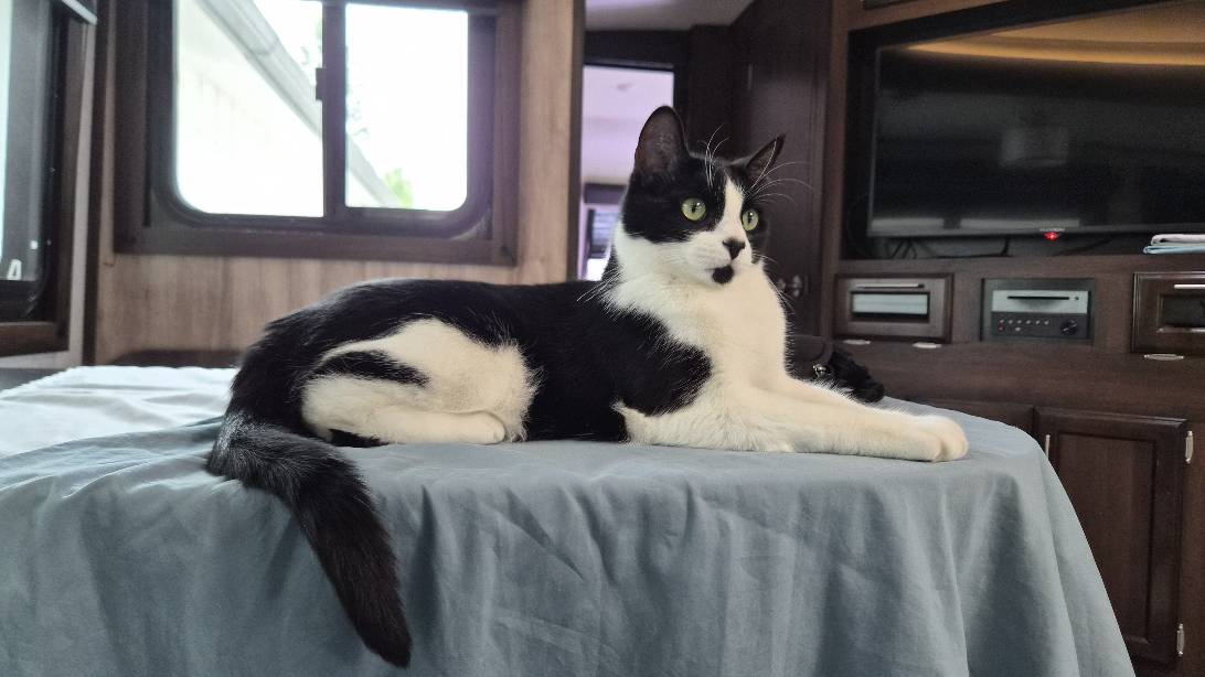 Chicken, a cat found on Chonk Finder