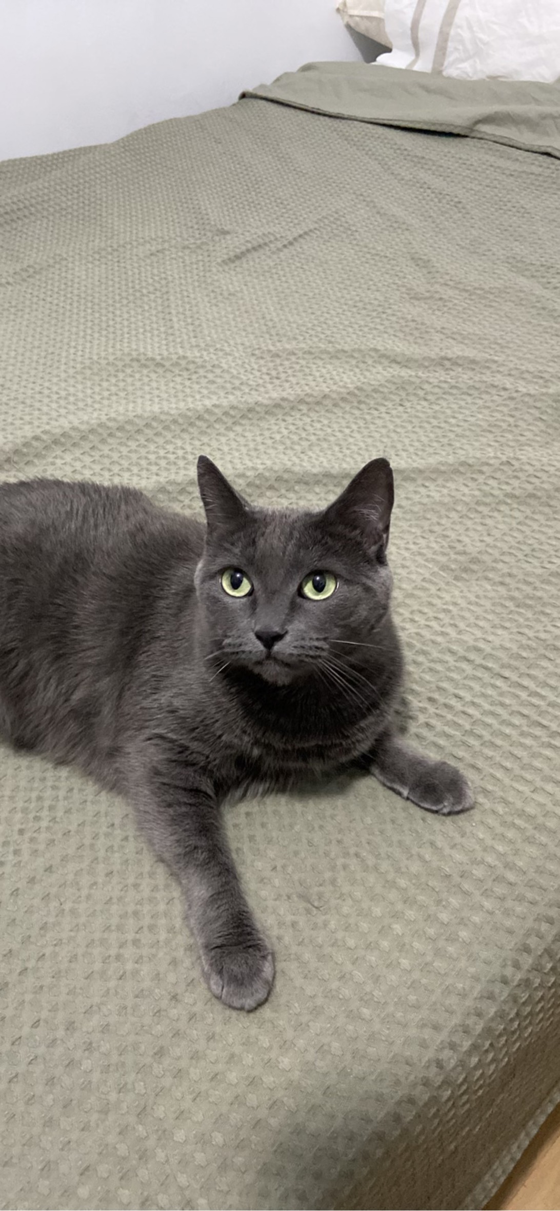 K, a cat found on Chonk Finder