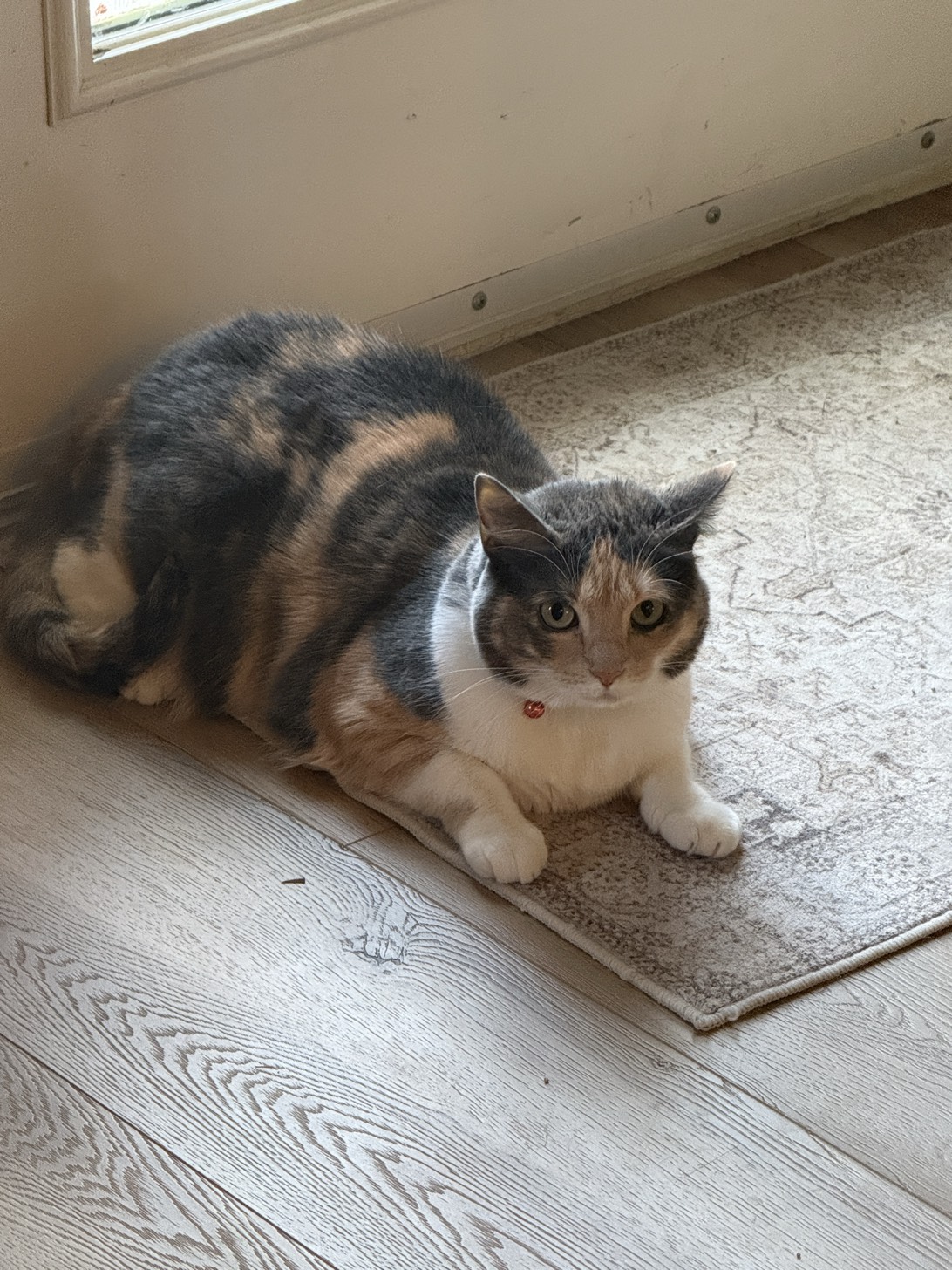 Obi, a cat found on Chonk Finder