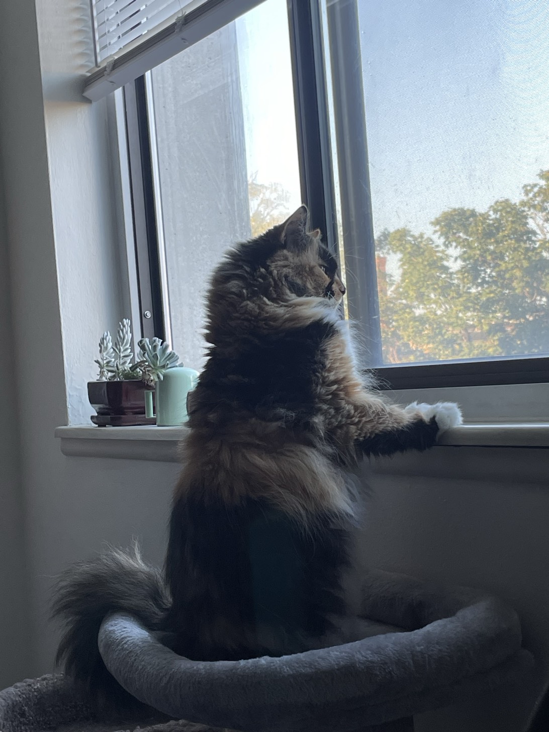 Matilda, a cat found on Chonk Finder