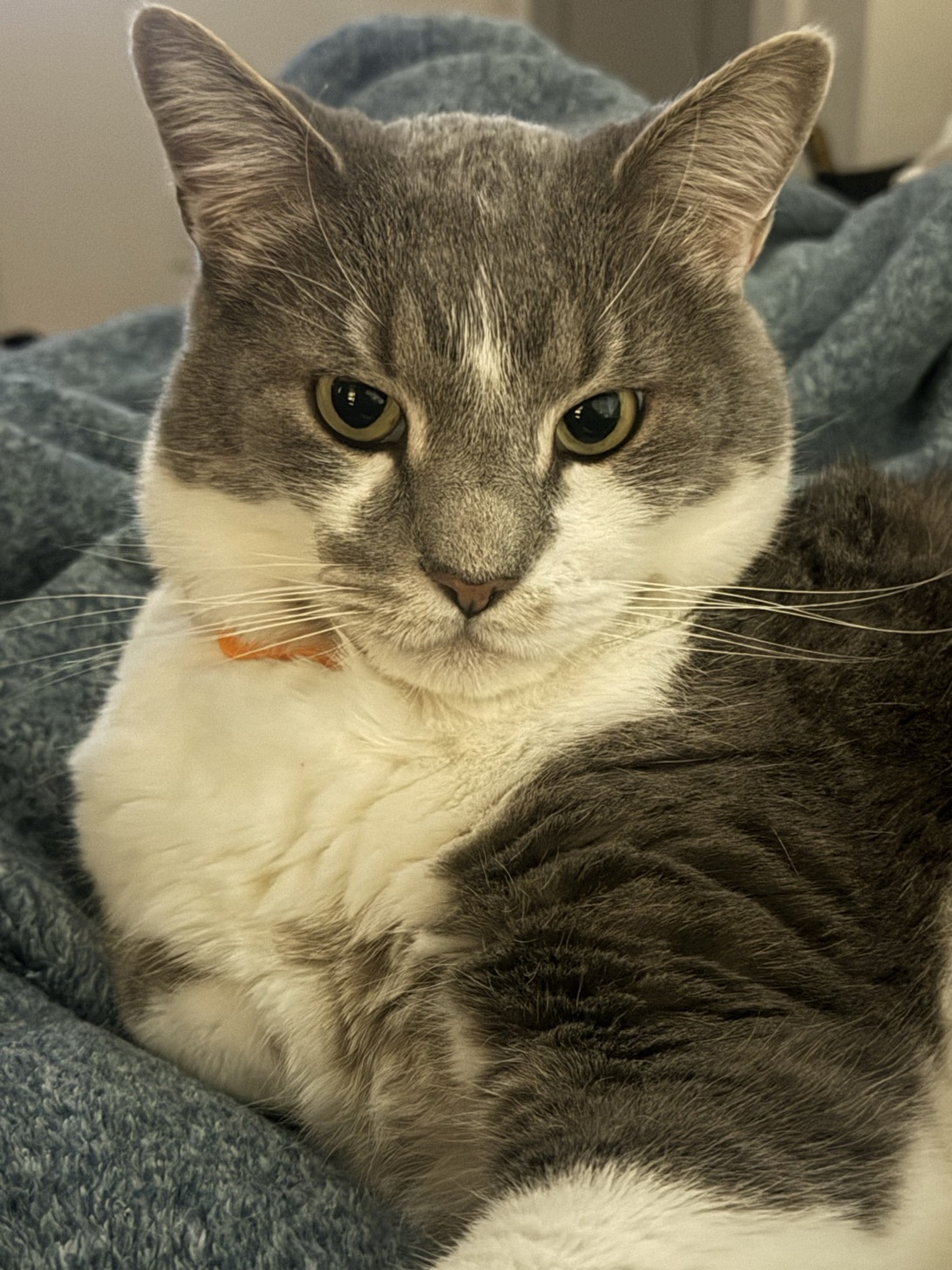 bobo, a cat found on Chonk Finder