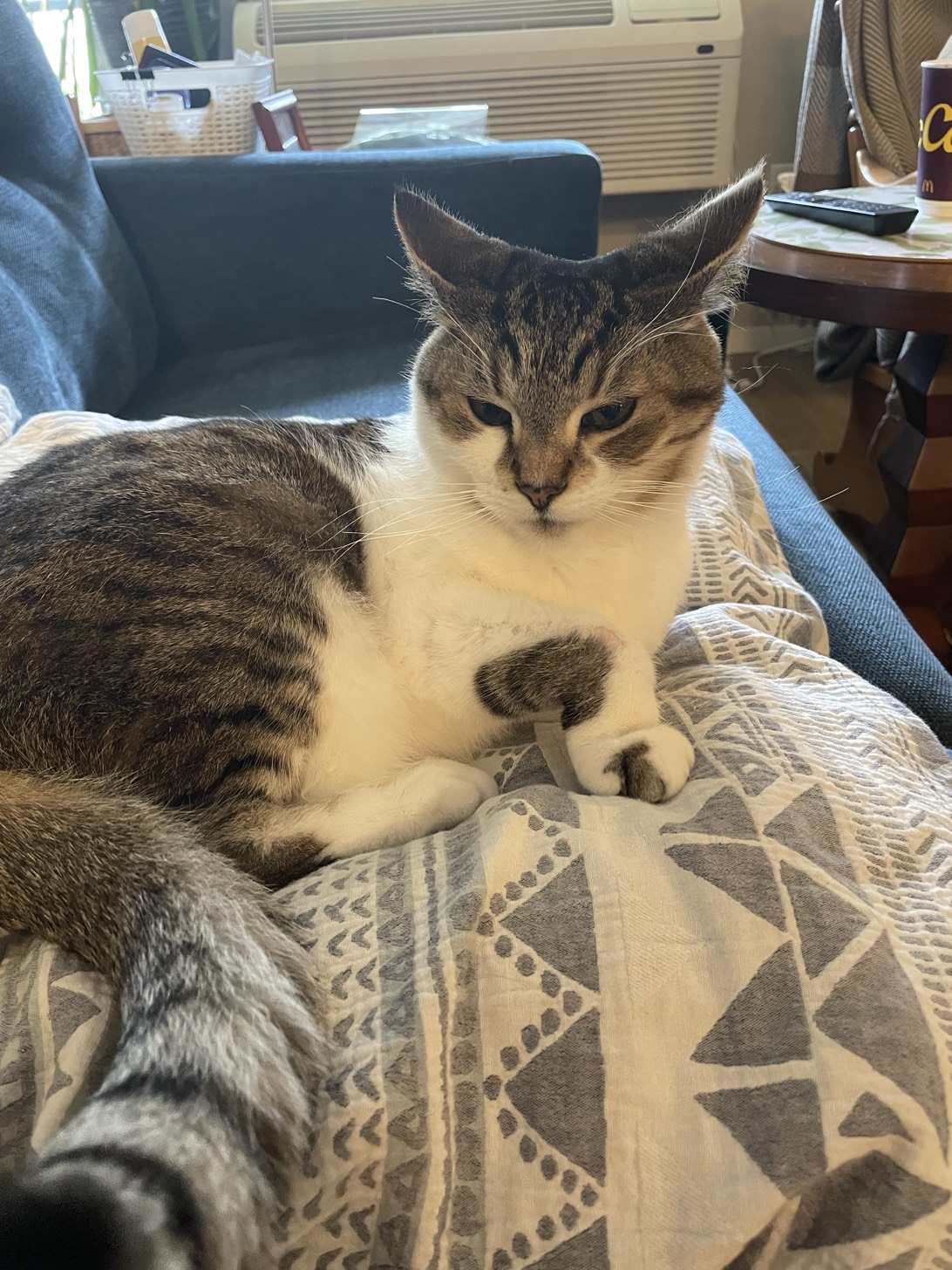 Chan Man, a cat found on Chonk Finder