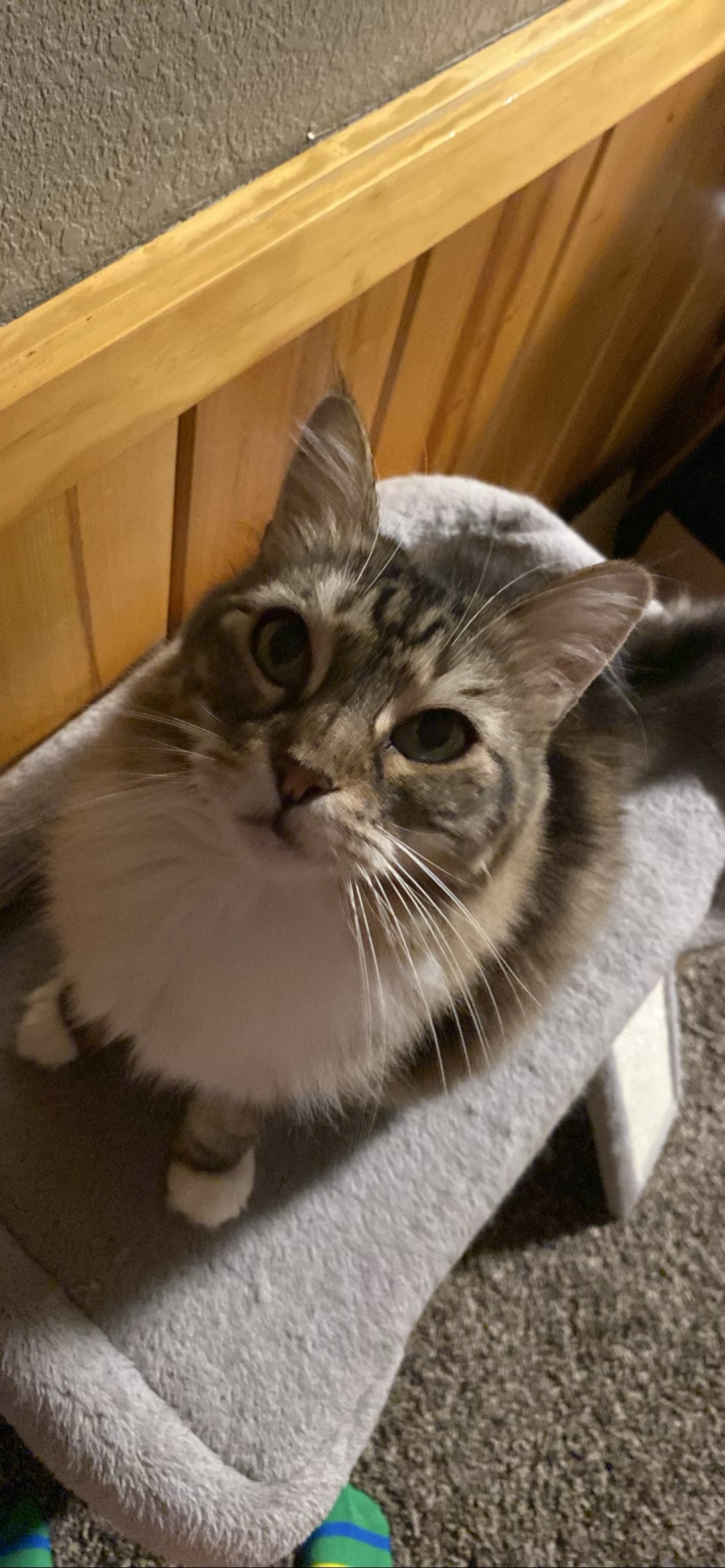Cornelius, a cat found on Chonk Finder