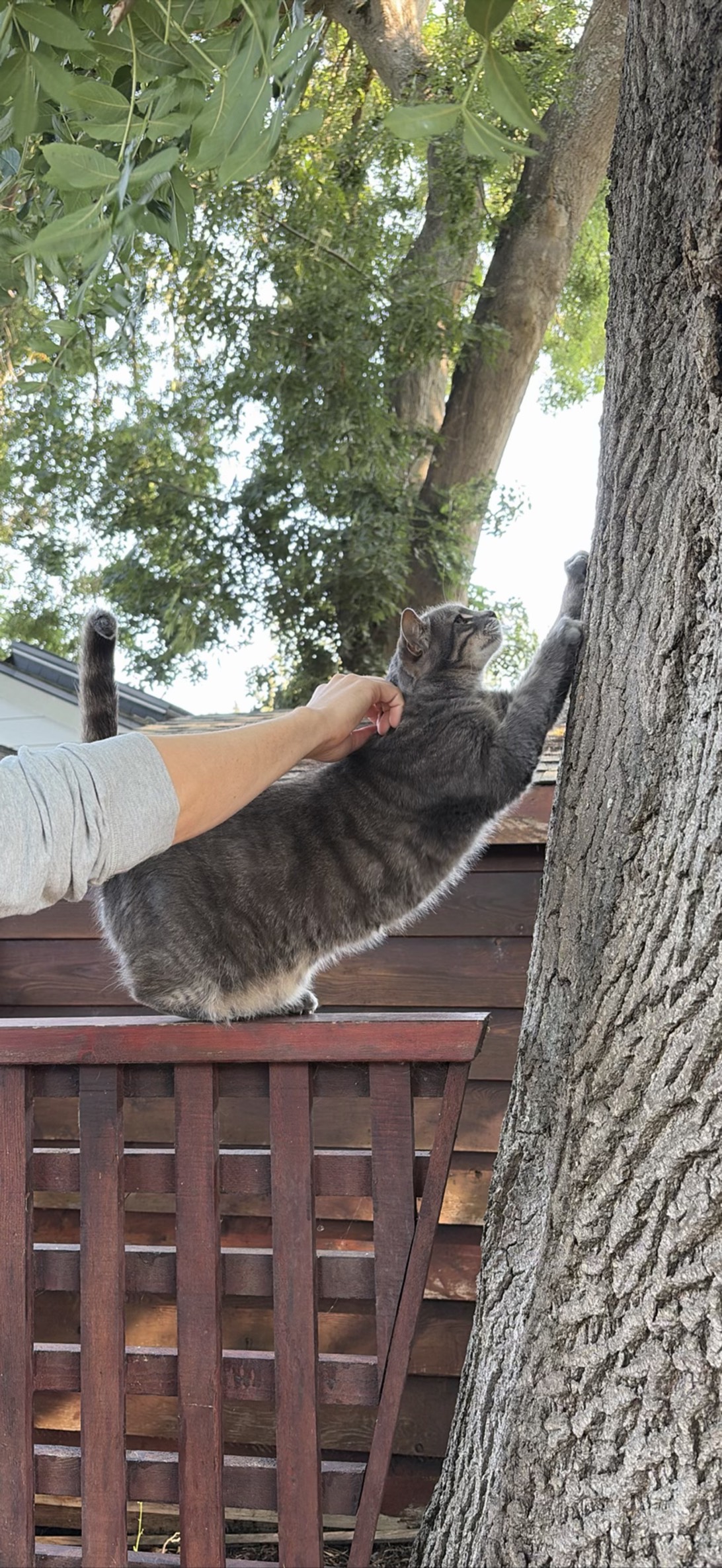 Arbor, a cat found on Chonk Finder