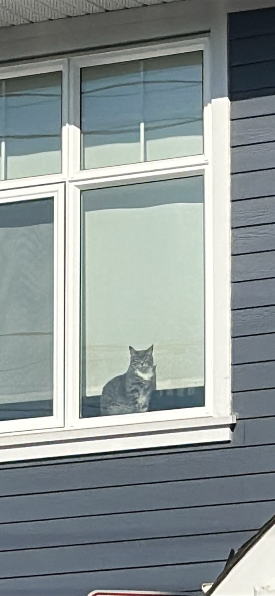 Window Watch, a cat found on Chonk Finder