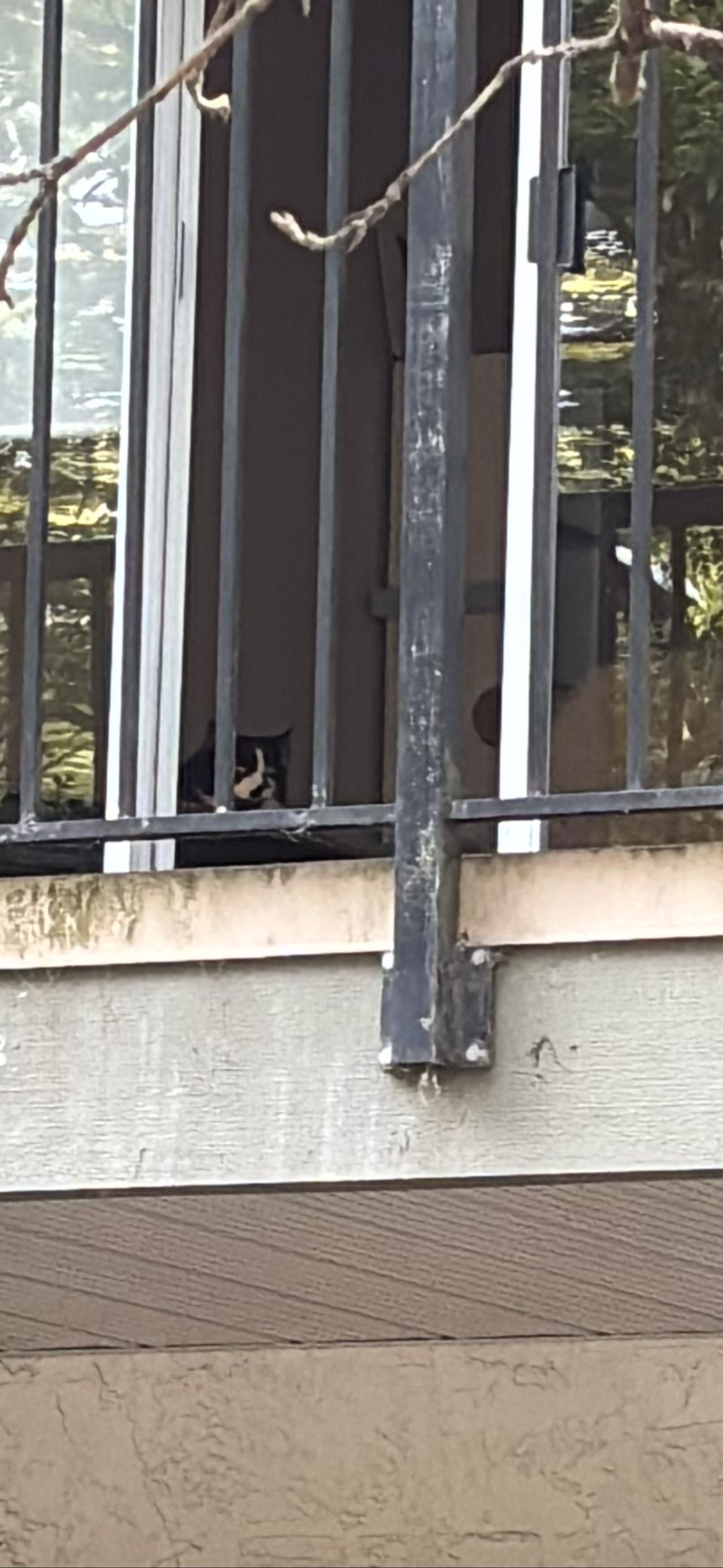 Peekaboo, a cat found on Chonk Finder