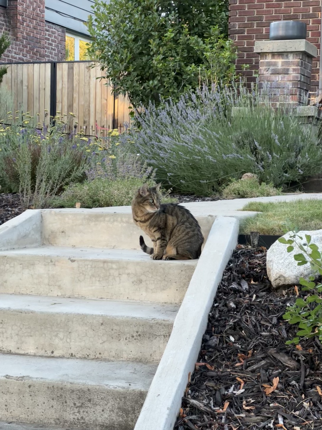 Camille, a cat found on Chonk Finder