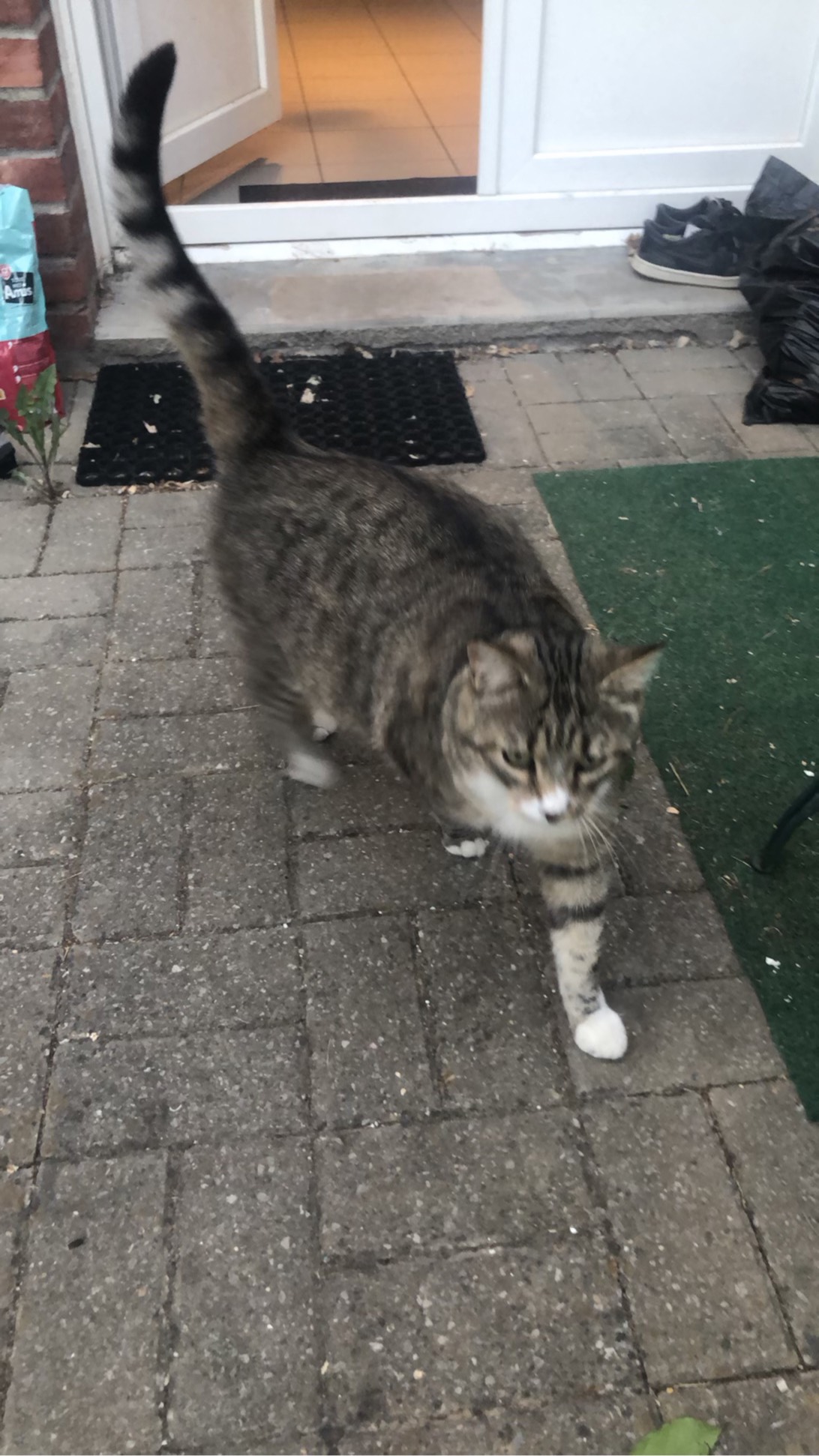 Srabi, a cat found on Chonk Finder