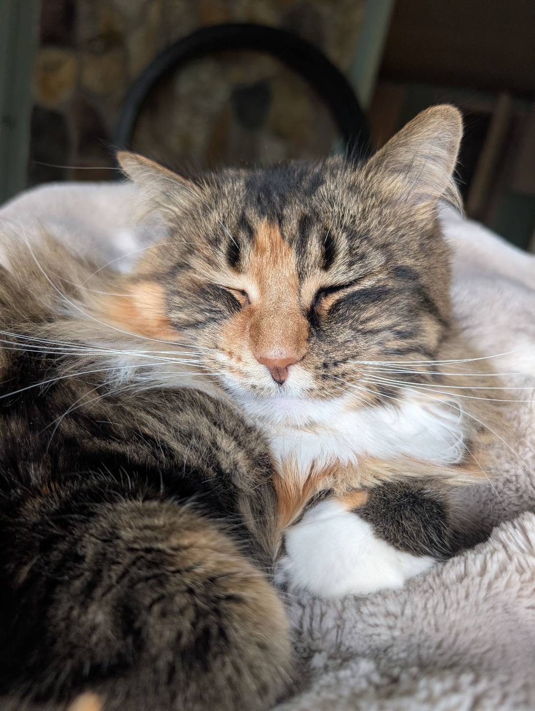 Lux, a cat found on Chonk Finder