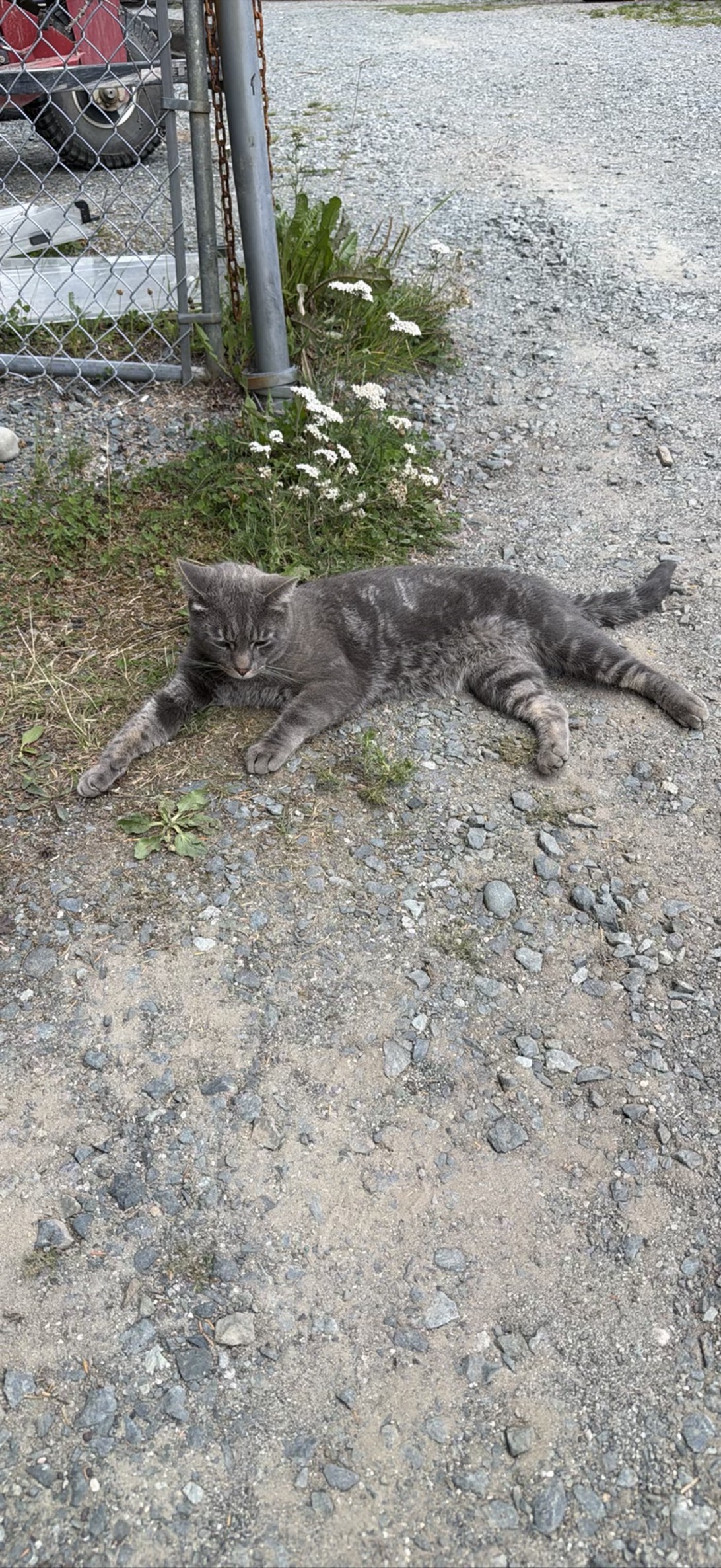 Mortimer, a cat found on Chonk Finder