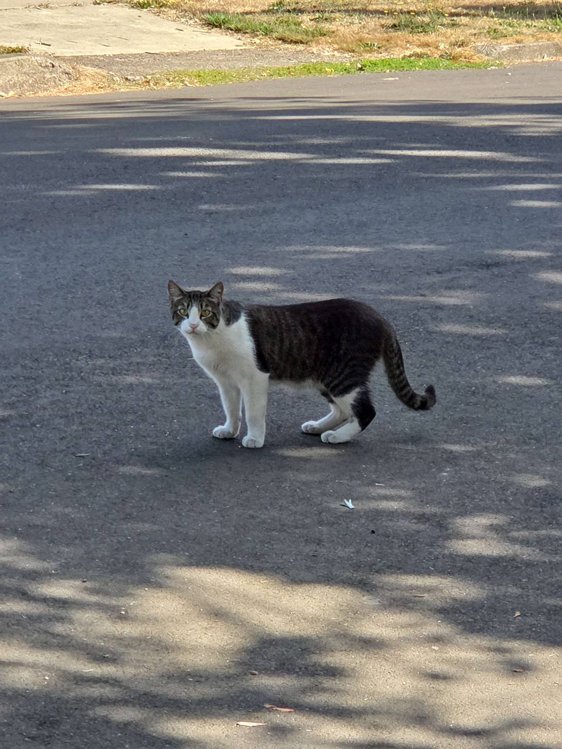 Dex, a cat found on Chonk Finder