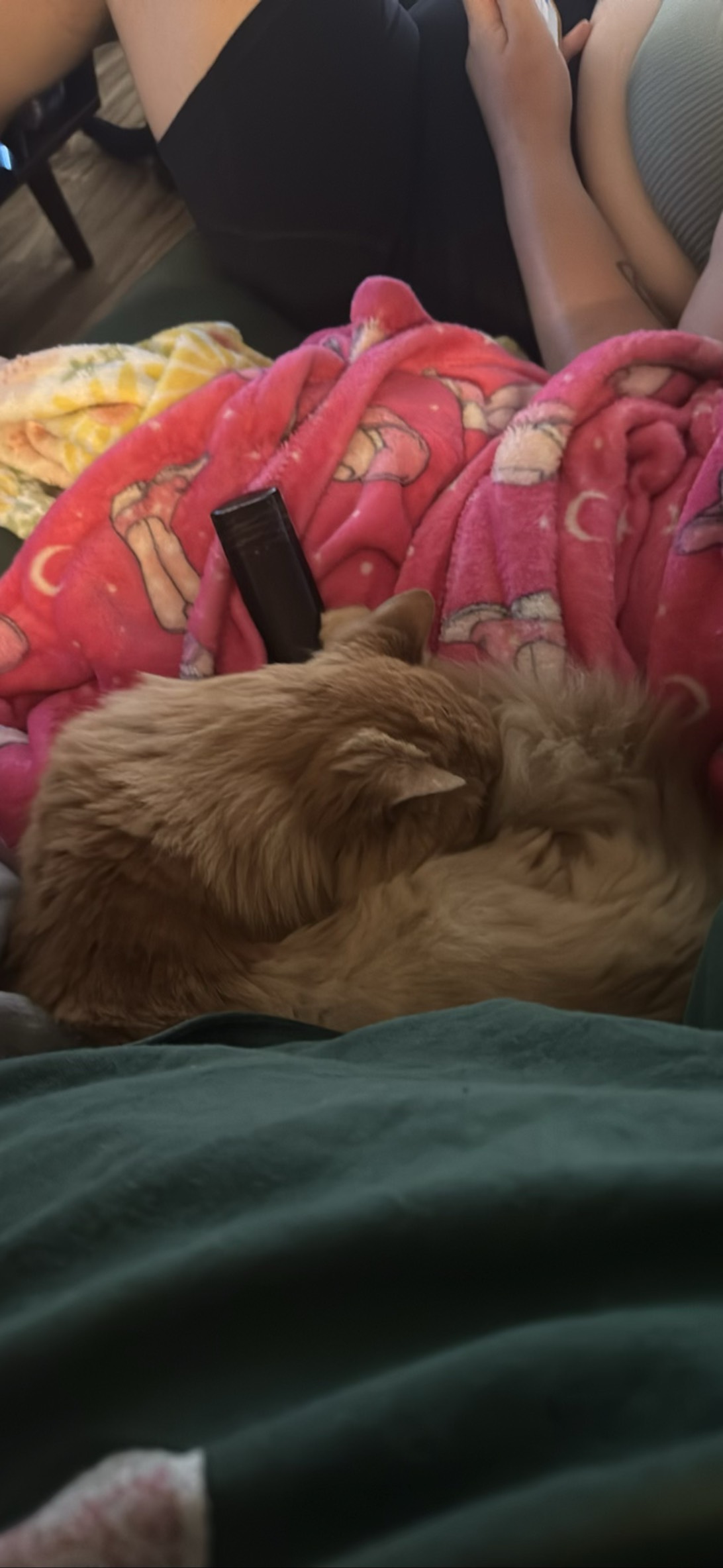 Spike, a cat found on Chonk Finder