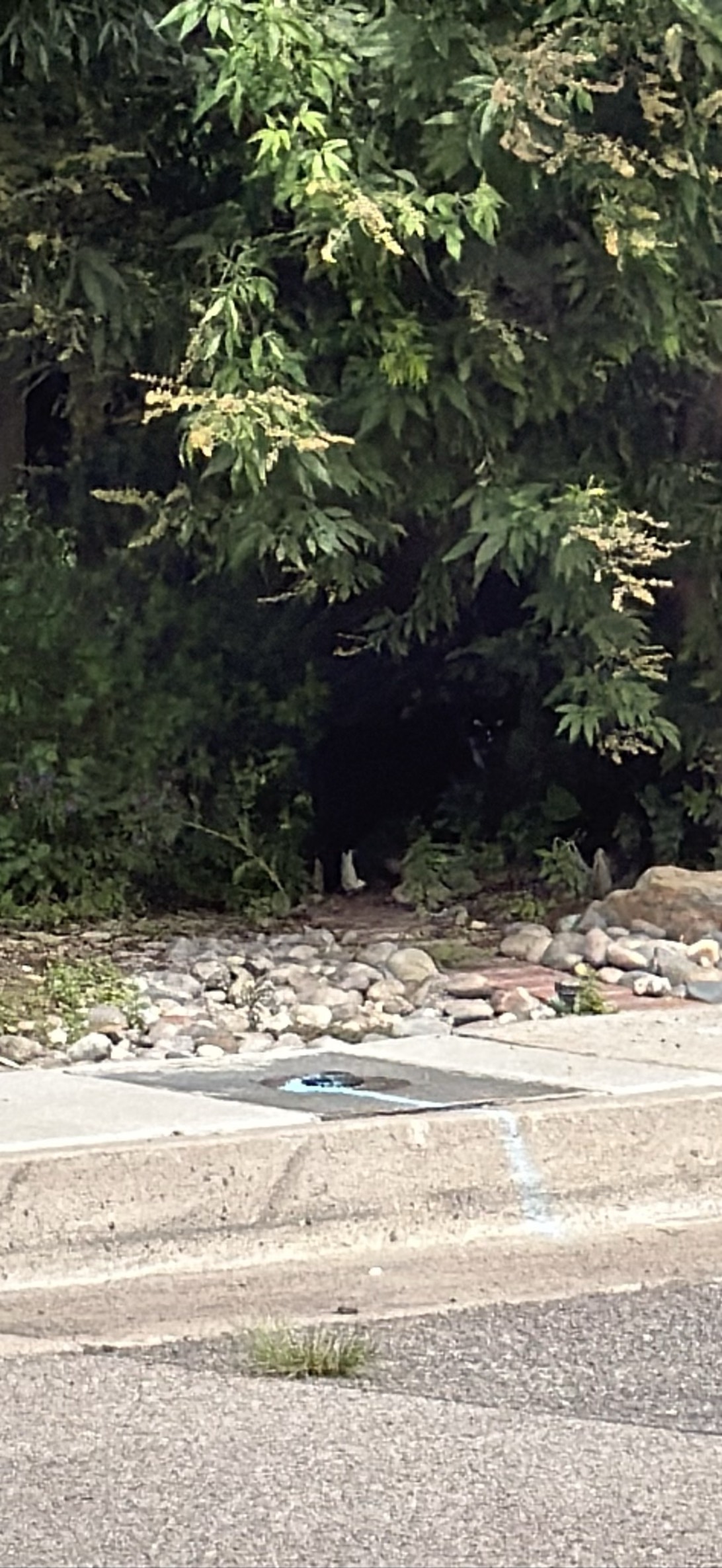 Phantom, a cat found on Chonk Finder