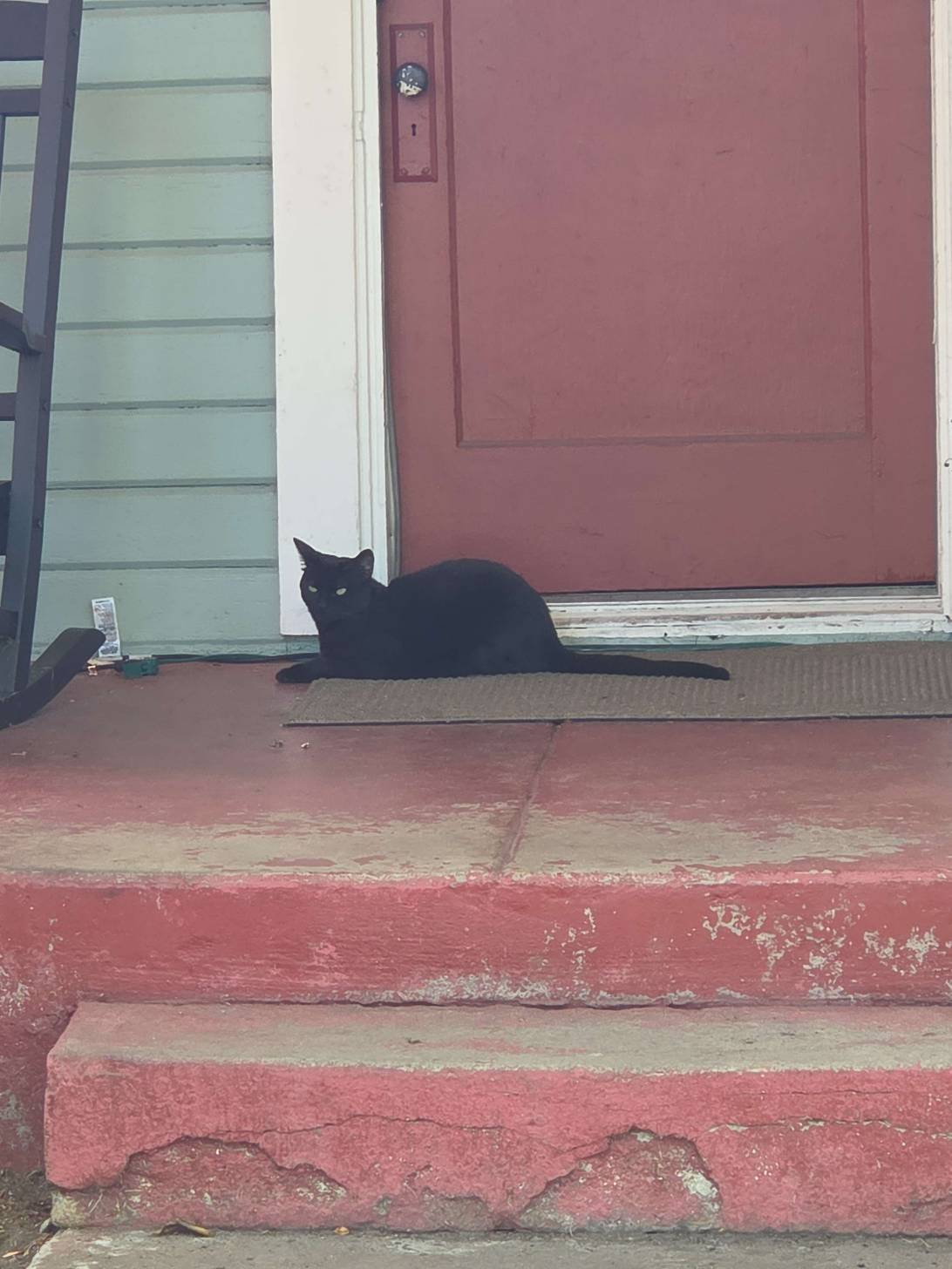 Door Guardian, a cat found on Chonk Finder