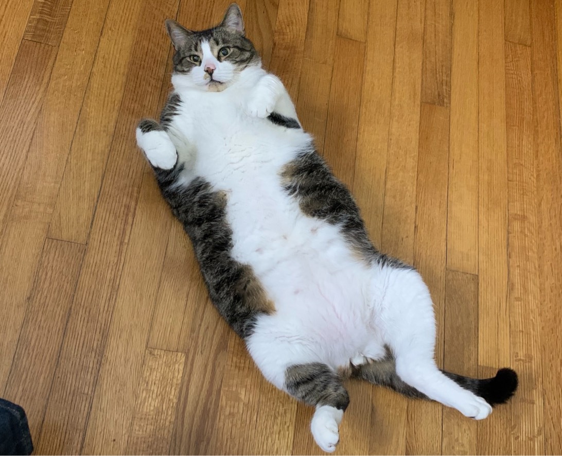 Rambo, a cat found on Chonk Finder