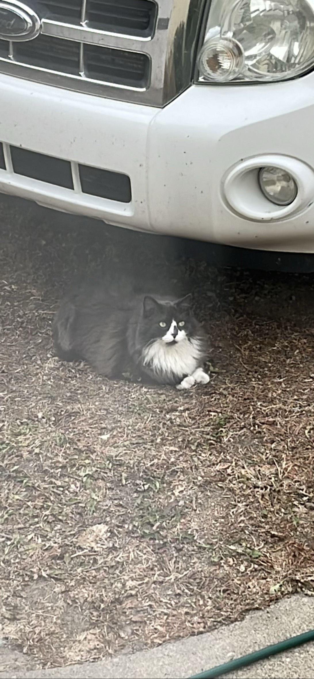 Bucket, a cat found on Chonk Finder