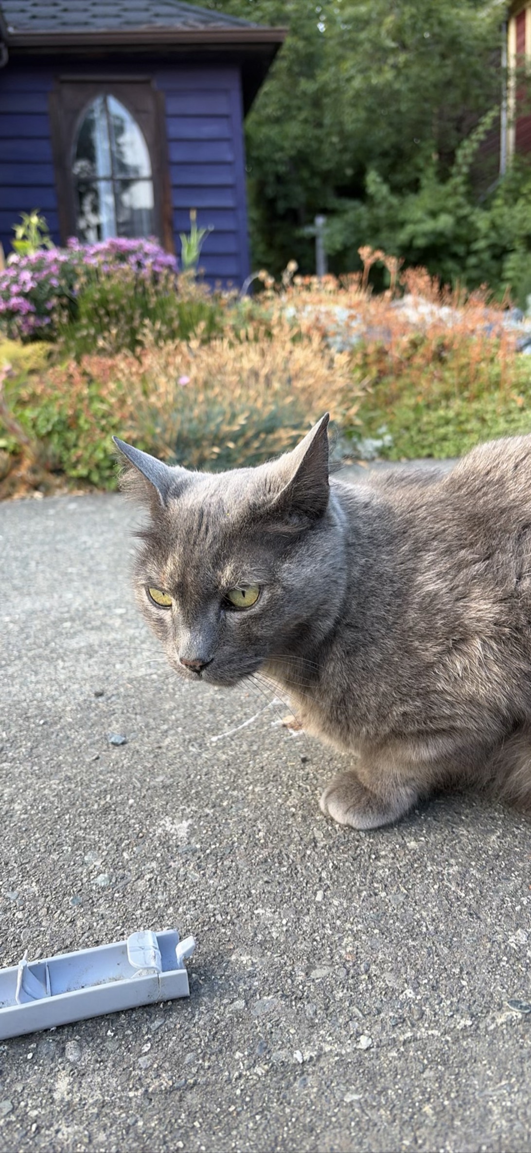 Morrigan, a cat found on Chonk Finder