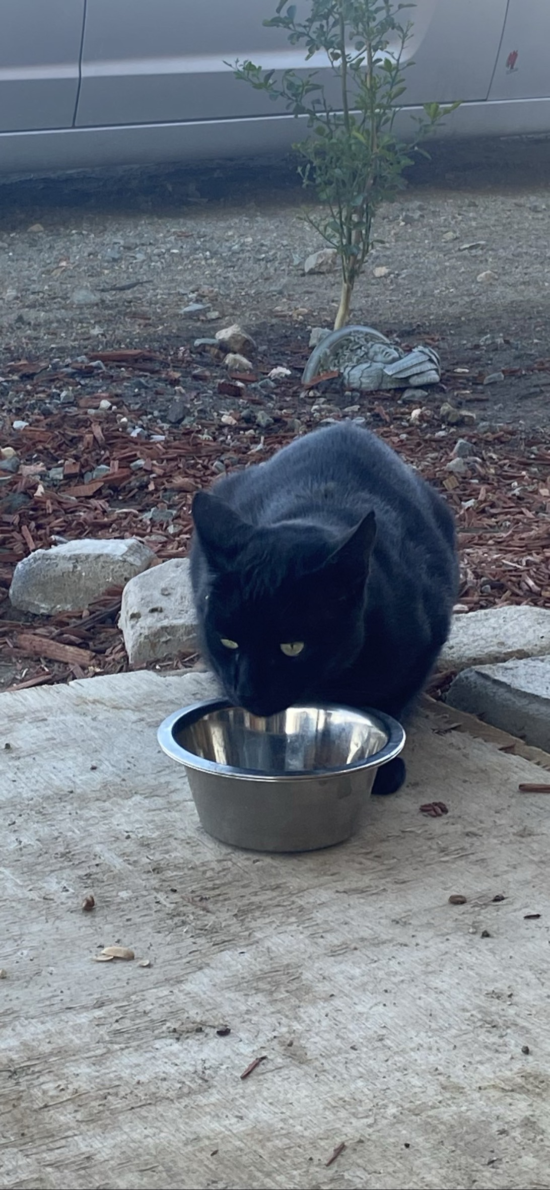 Sauron, a cat found on Chonk Finder