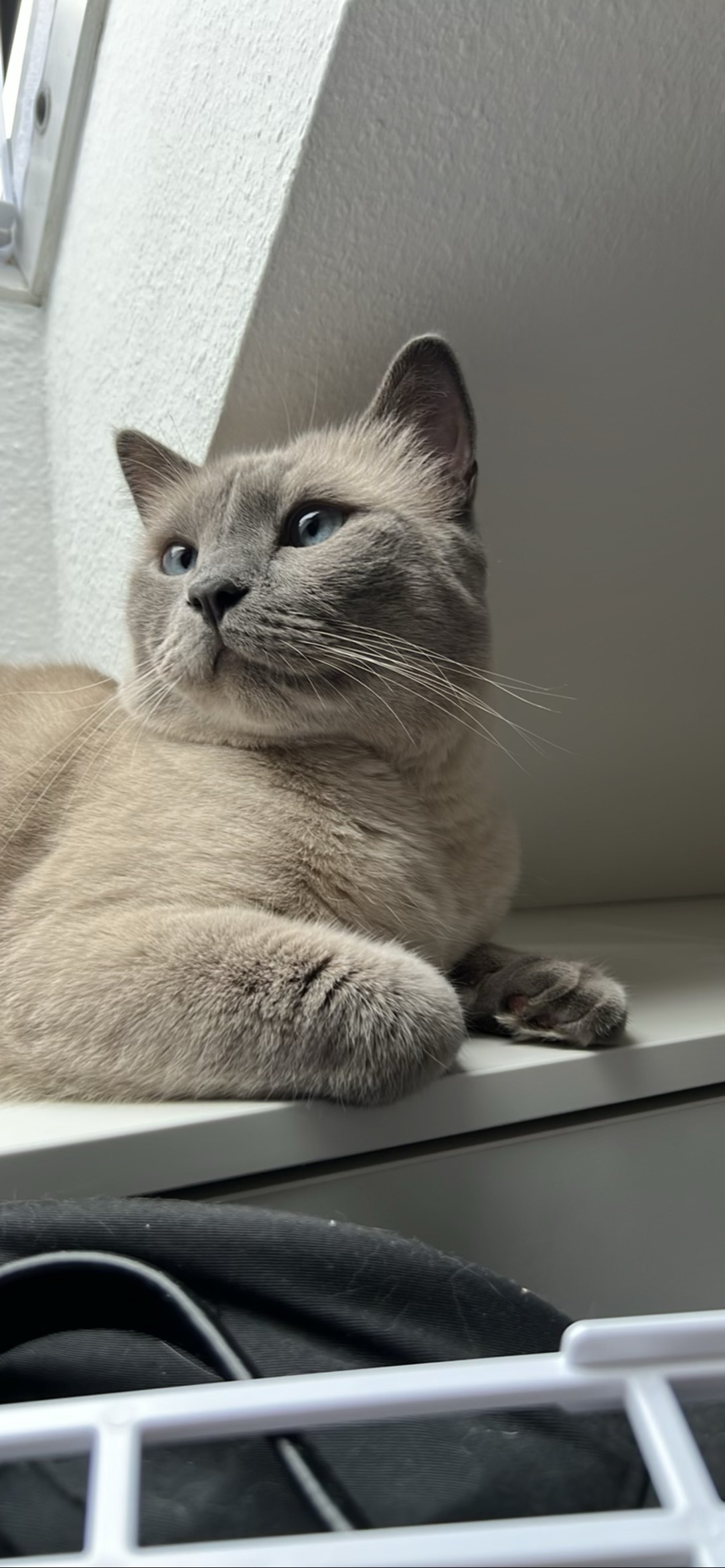 Paul Fitzgerald, a cat found on Chonk Finder