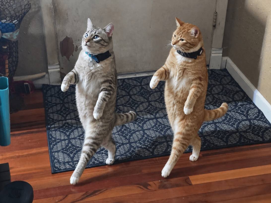 Benny and taylor, a cat found on Chonk Finder