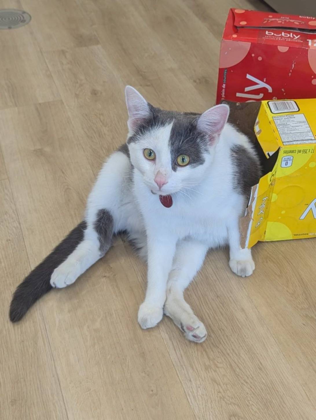 Sir Richard Chonk, a cat found on Chonk Finder
