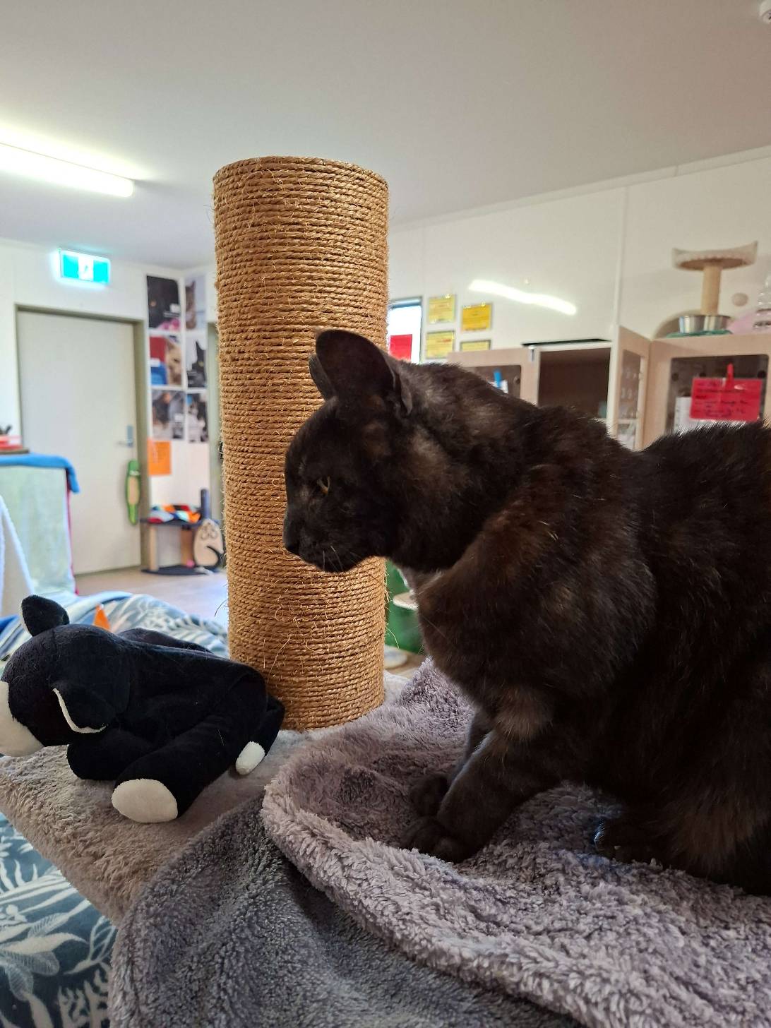 Mr Max, a cat found on Chonk Finder