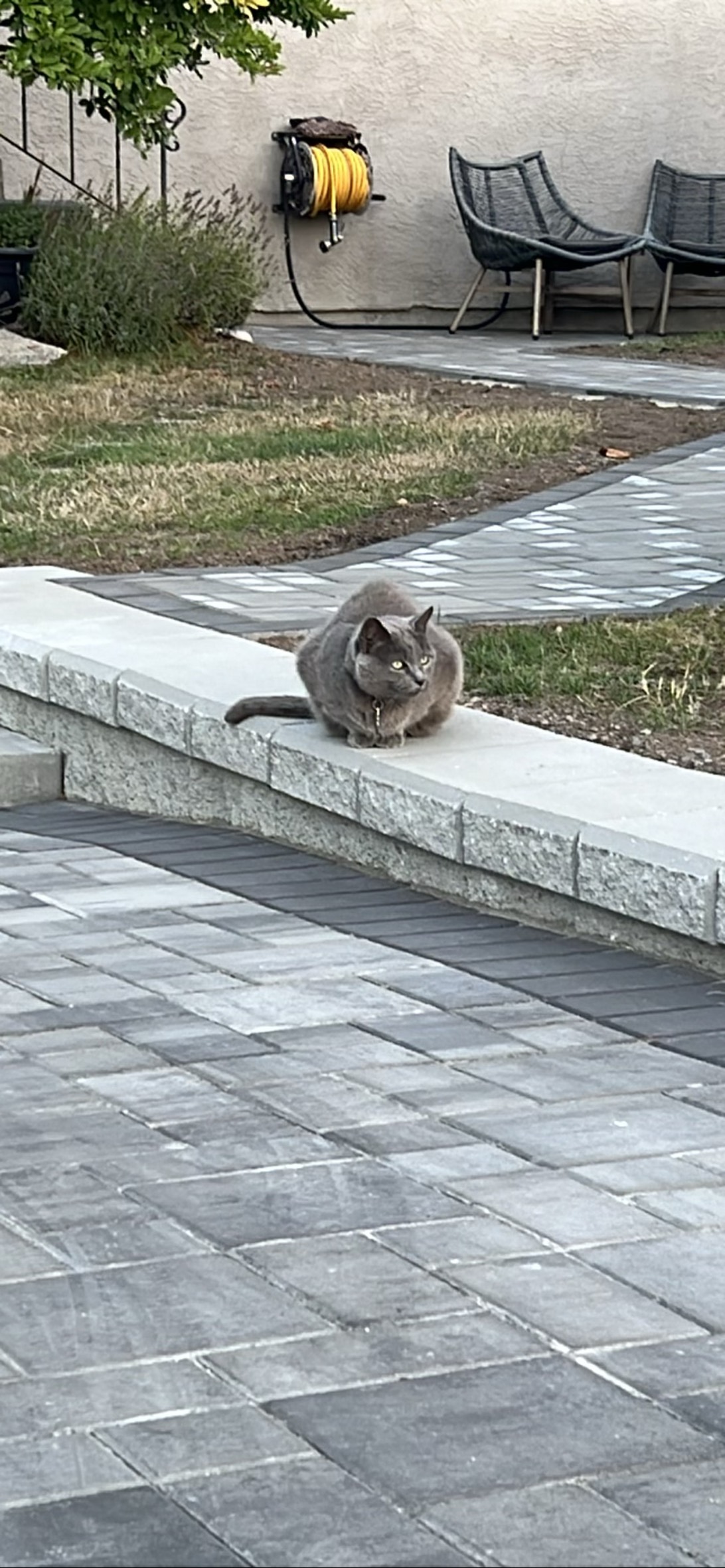 Stretchhh, a cat found on Chonk Finder