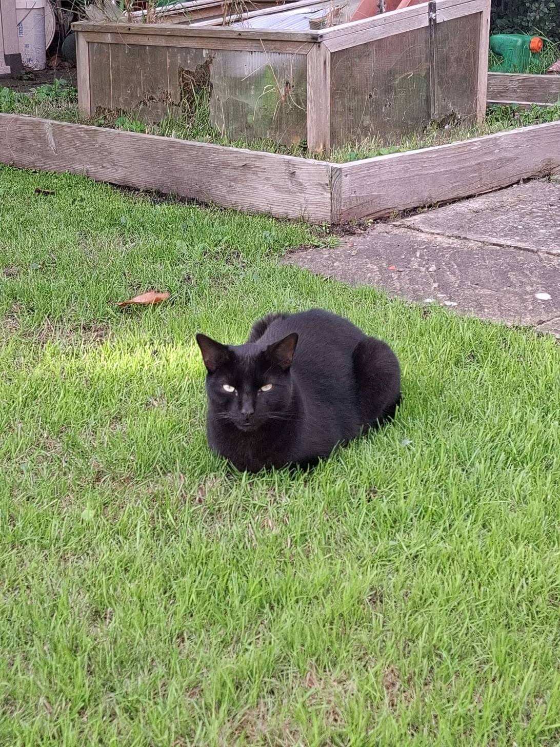 Doofus, a cat found on Chonk Finder