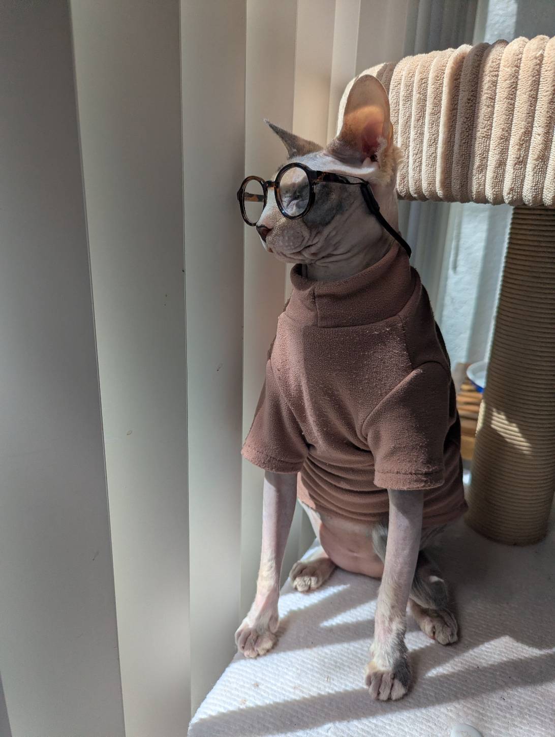 Mae, a cat found on Chonk Finder