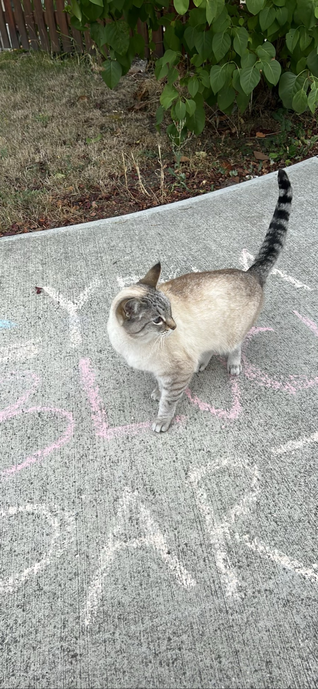 Julie, a cat found on Chonk Finder