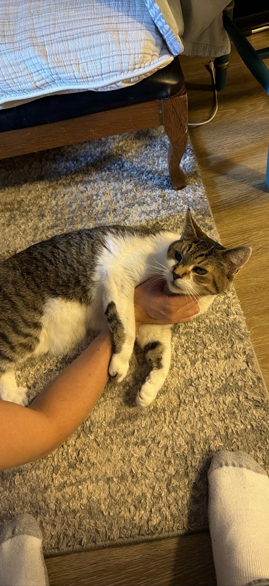 Channing, a cat found on Chonk Finder