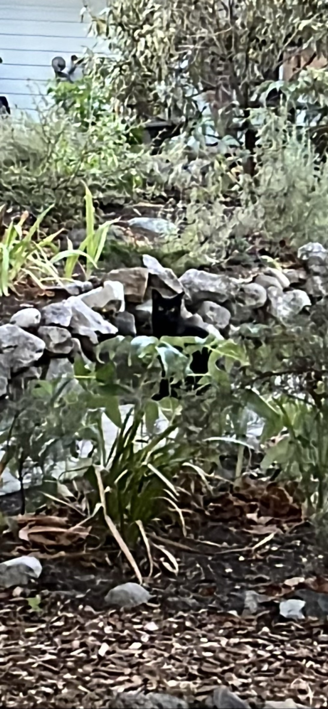 Void, a cat found on Chonk Finder