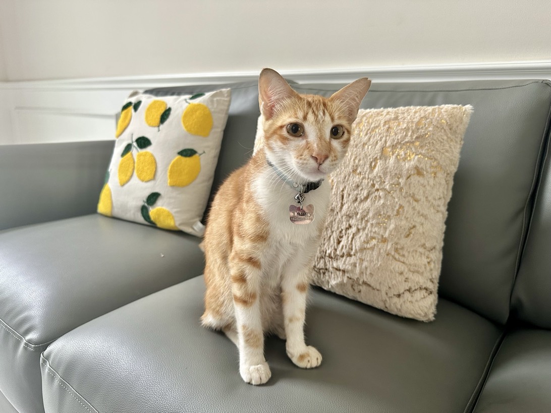 Tangy, a cat found on Chonk Finder