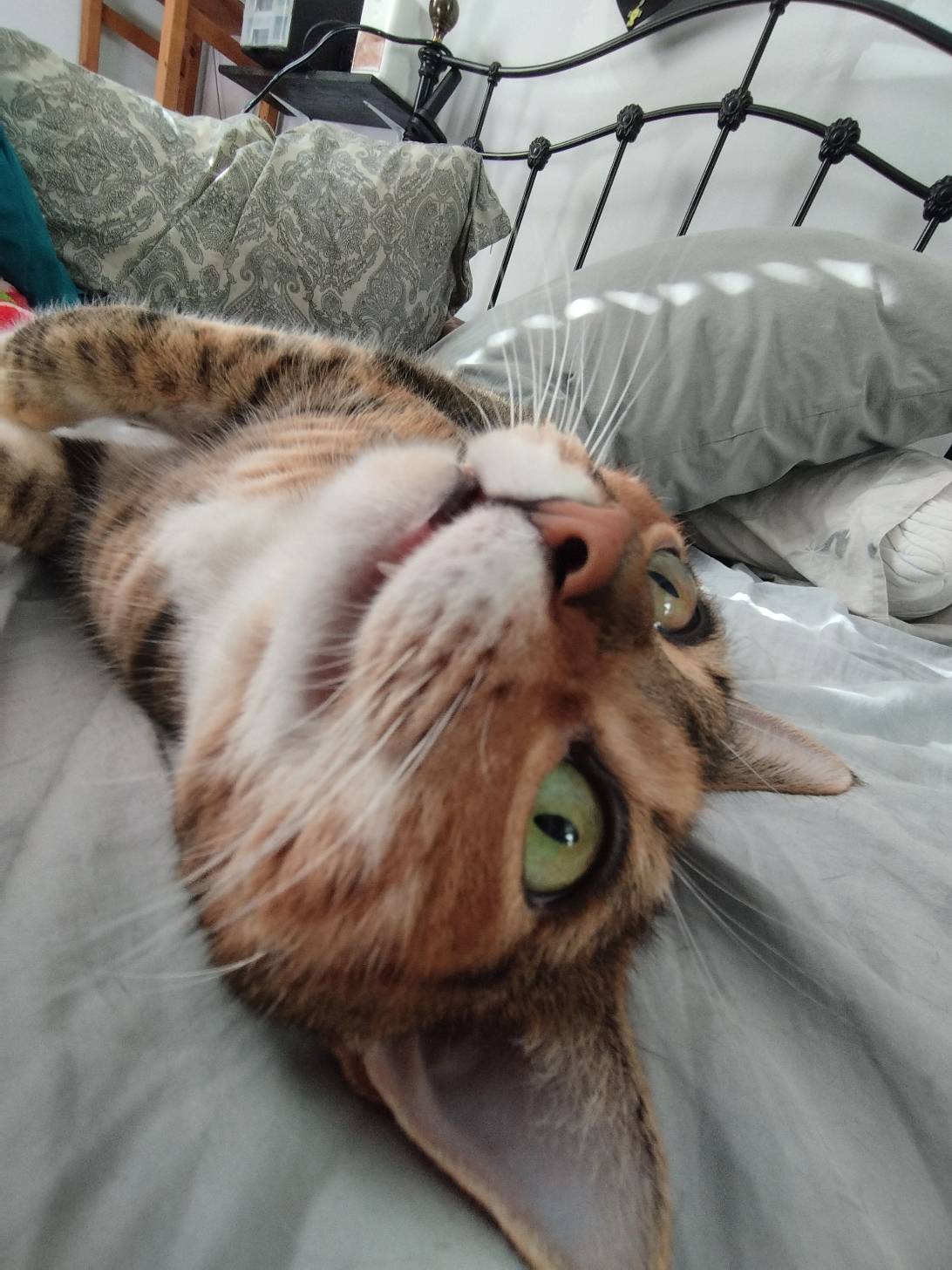 Nala, a cat found on Chonk Finder