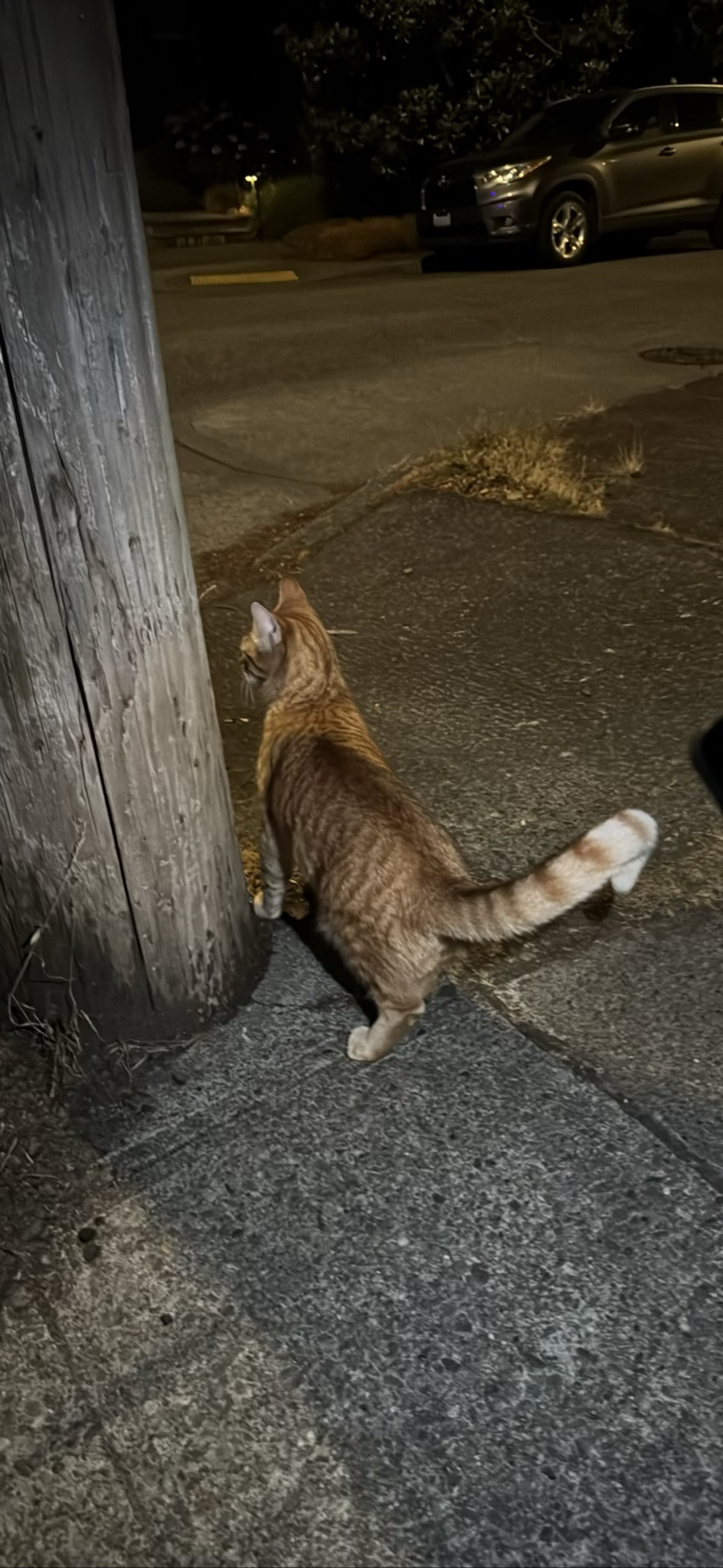 Hamburger, a cat found on Chonk Finder