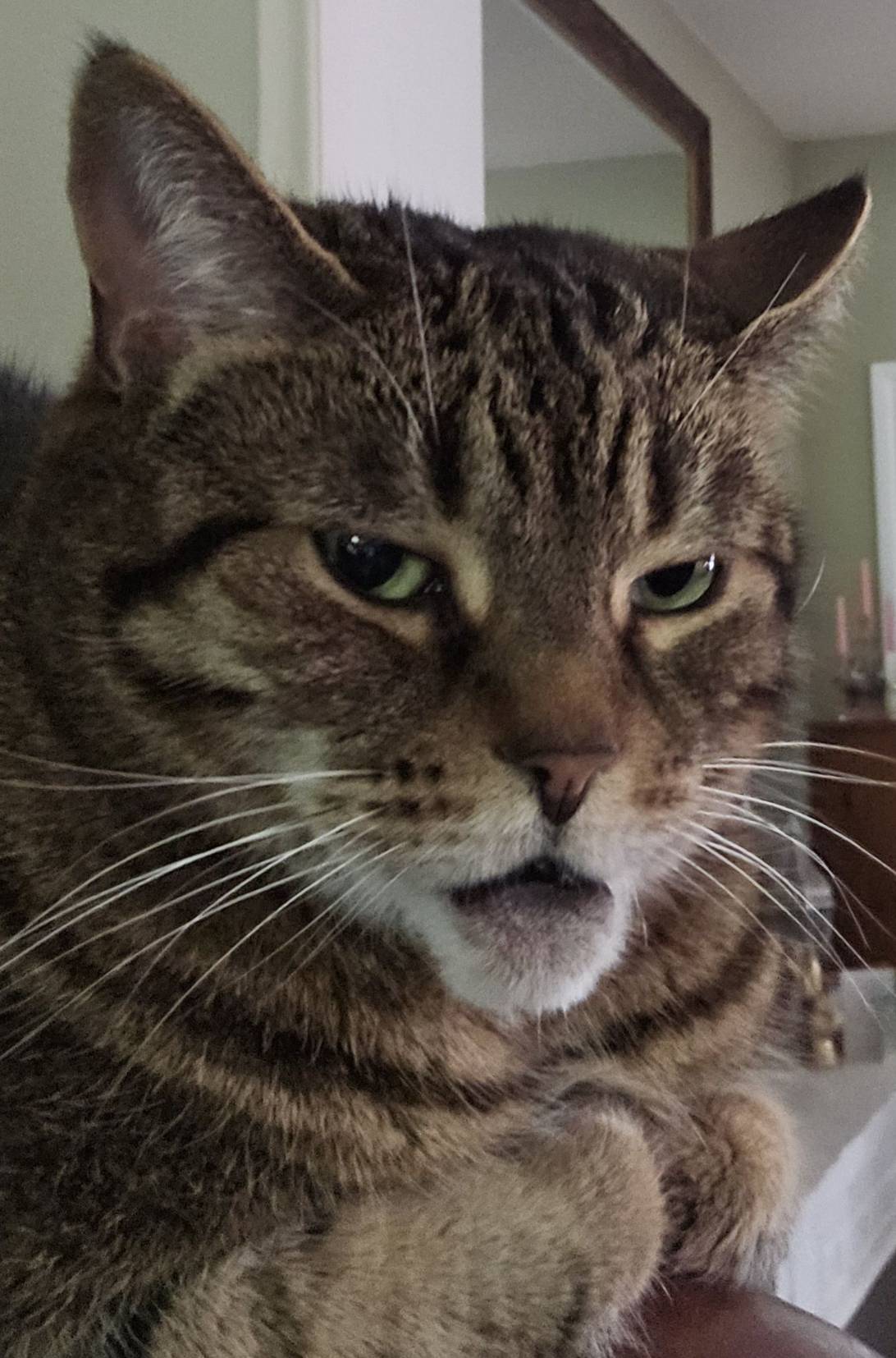 Esme, a cat found on Chonk Finder