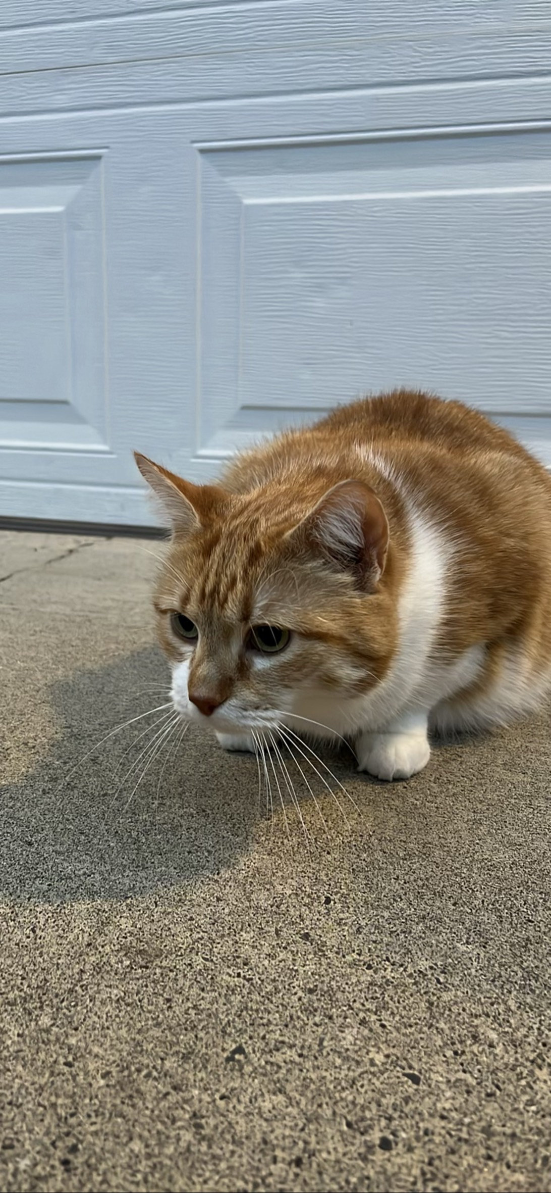 Luna, a cat found on Chonk Finder