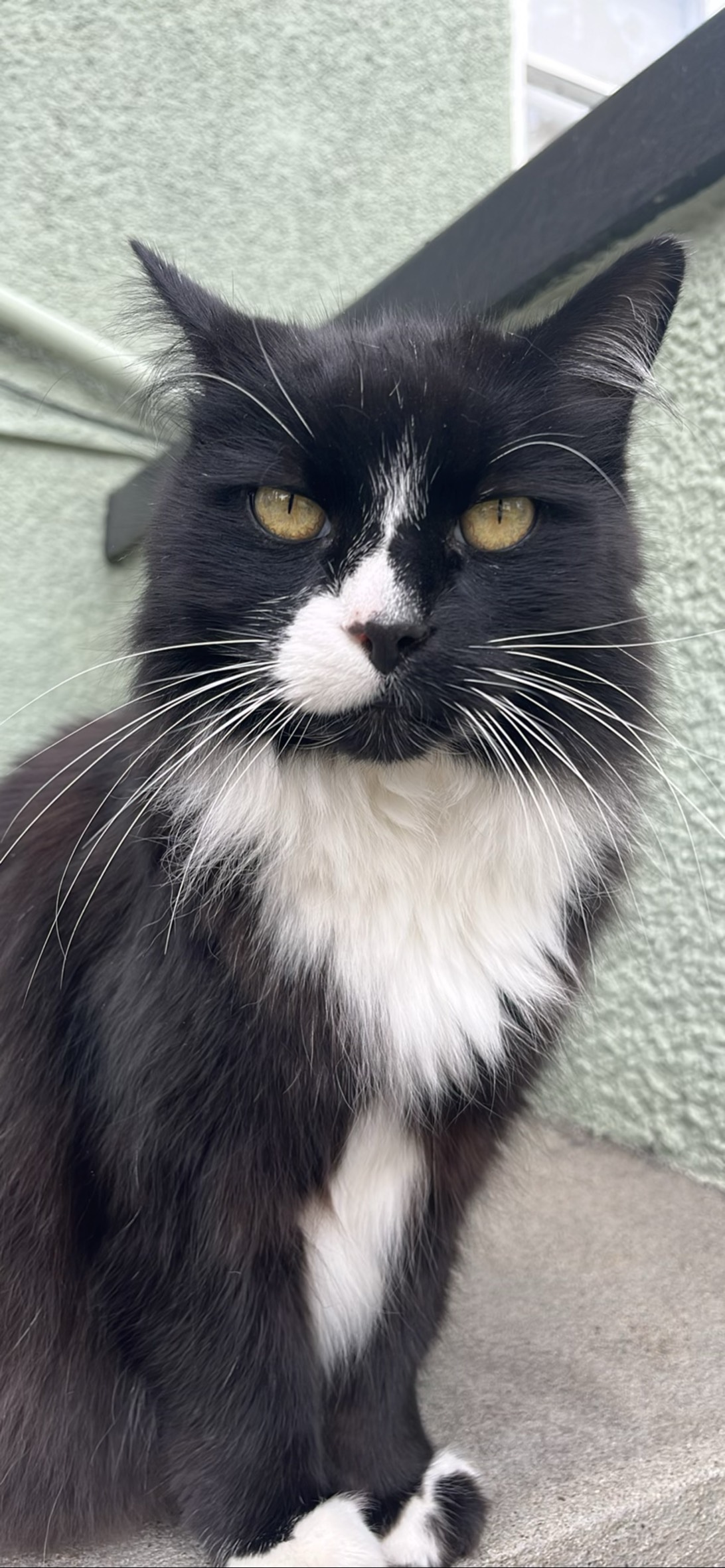Pippin, a cat found on Chonk Finder