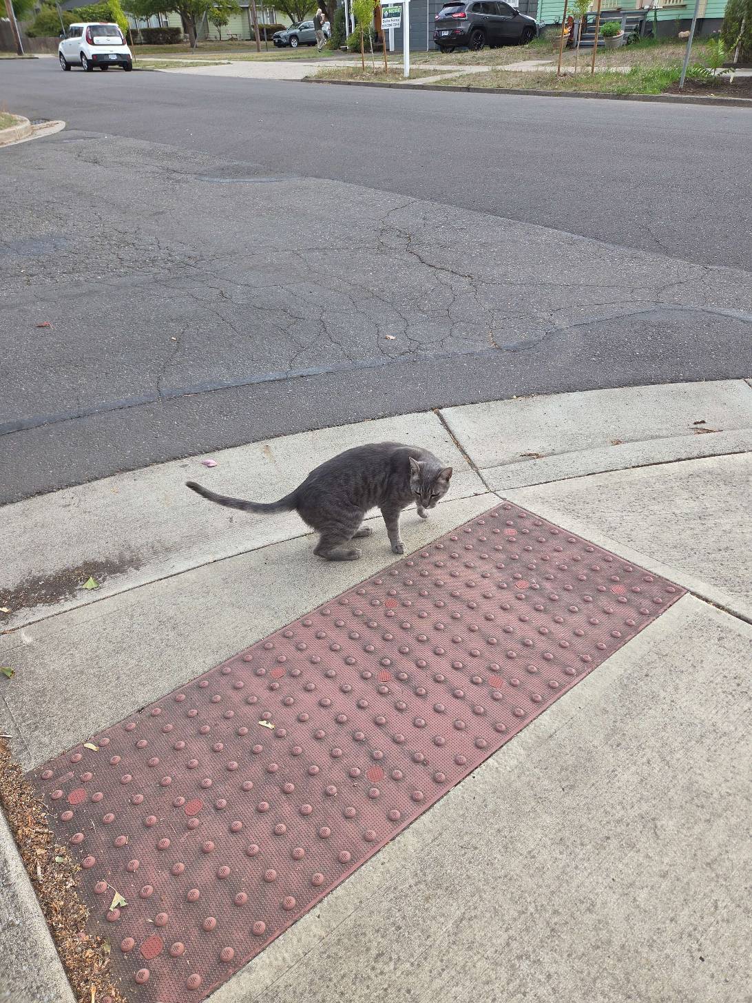 Kerouac, a cat found on Chonk Finder