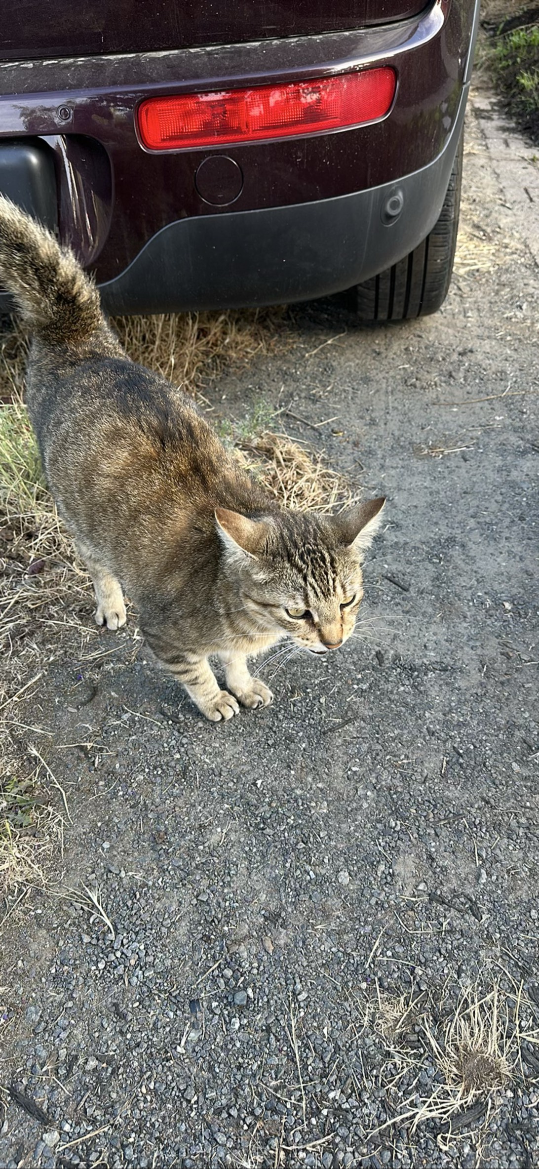 Gravel, a cat found on Chonk Finder