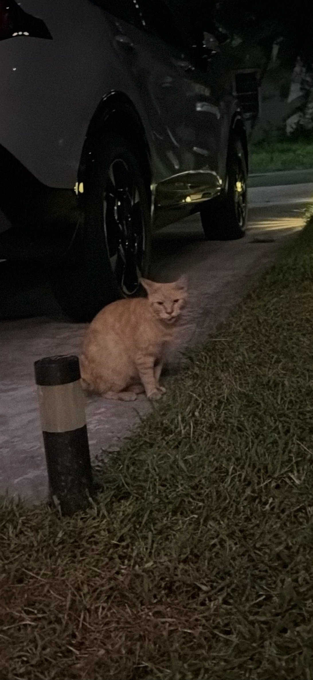 Orange Mama, a cat found on Chonk Finder