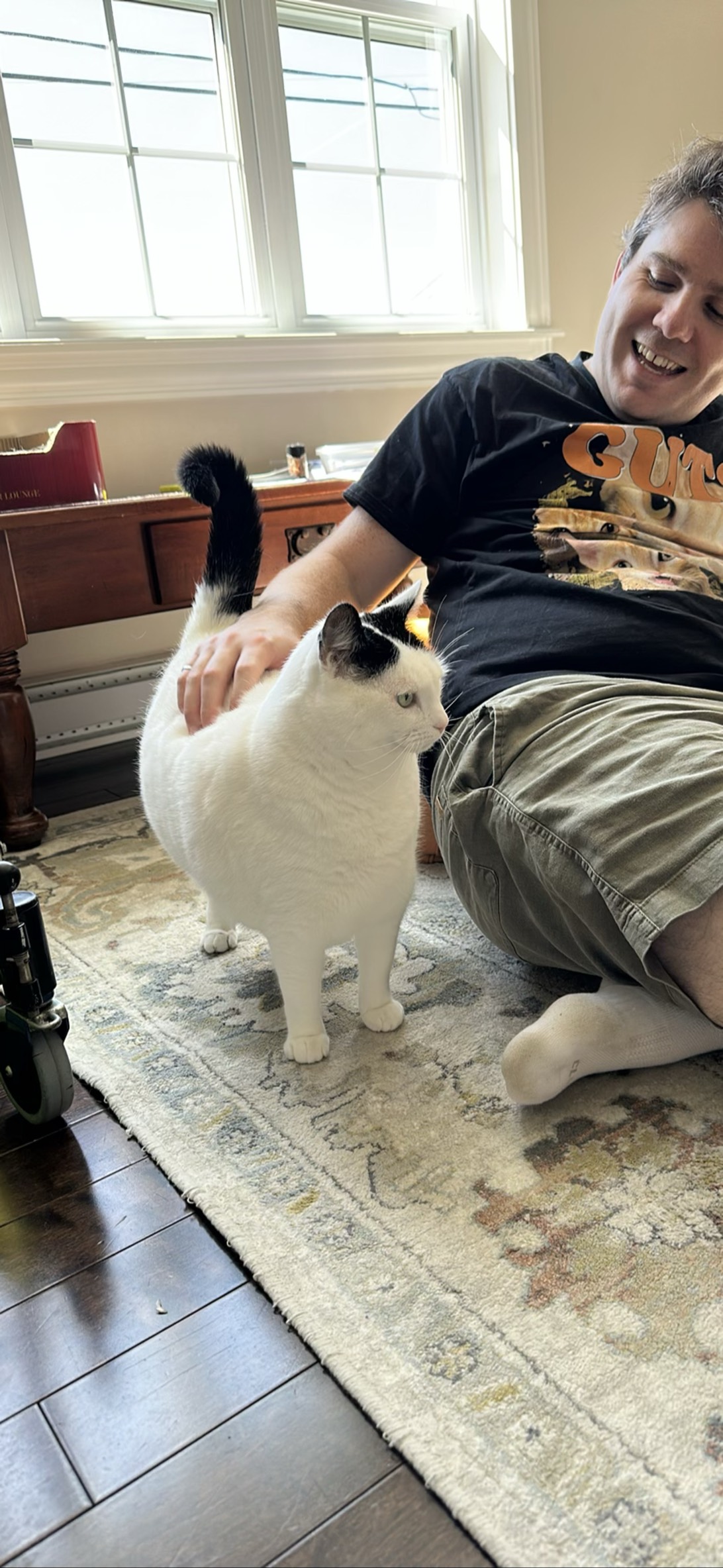 Nala, a cat found on Chonk Finder