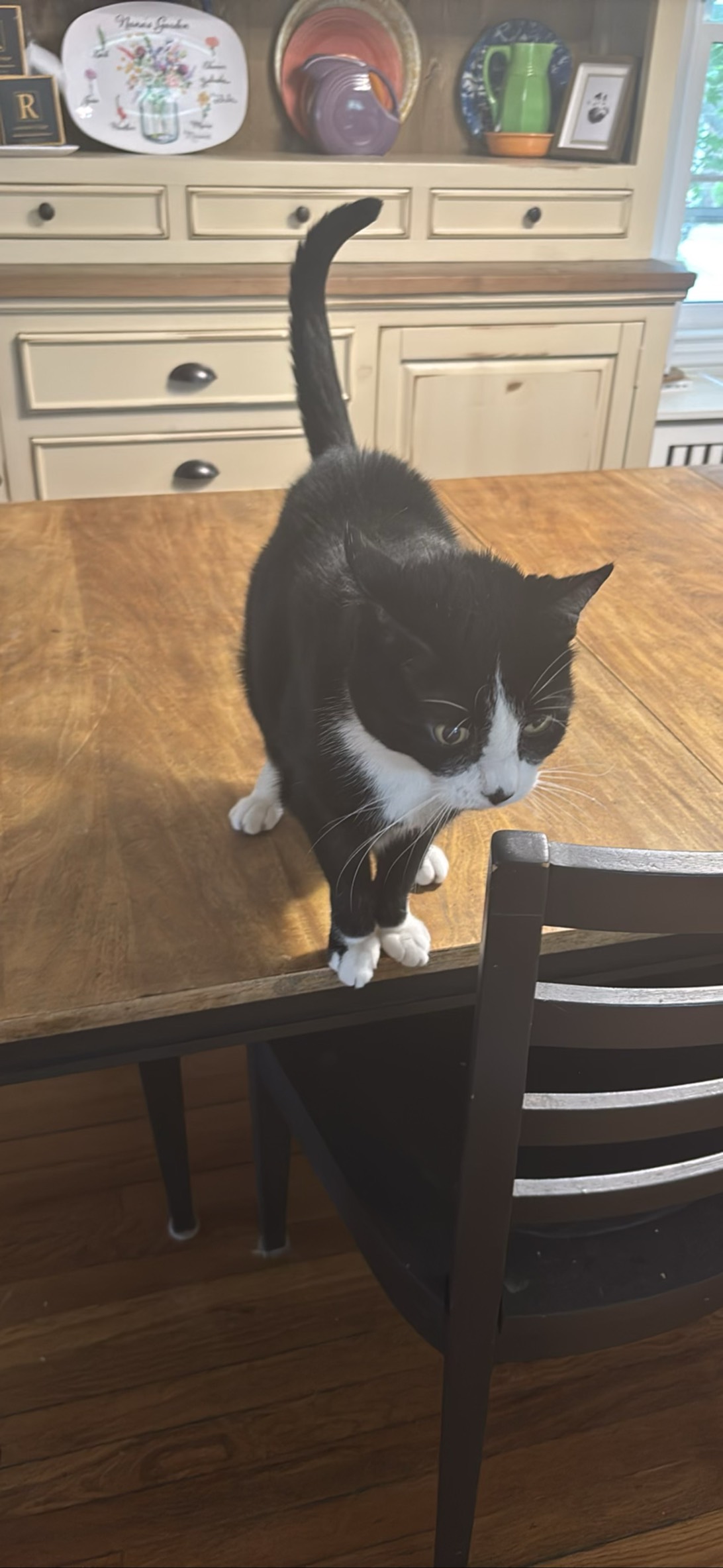 Eli, a cat found on Chonk Finder